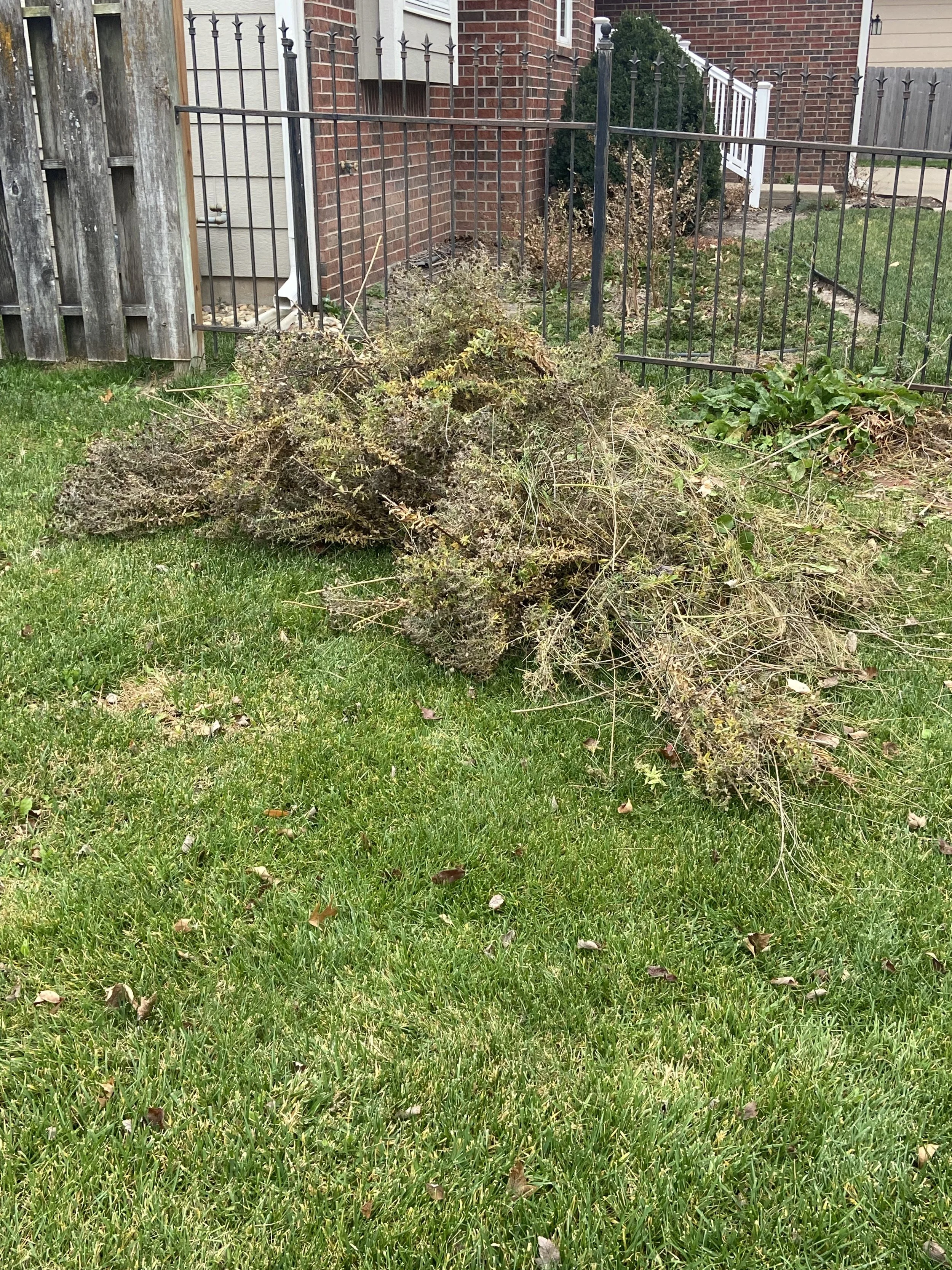 A pile of dead brush and plants on a well-maintained green lawn next to a black metal fence, with a brick house and some shrubbery in the background.