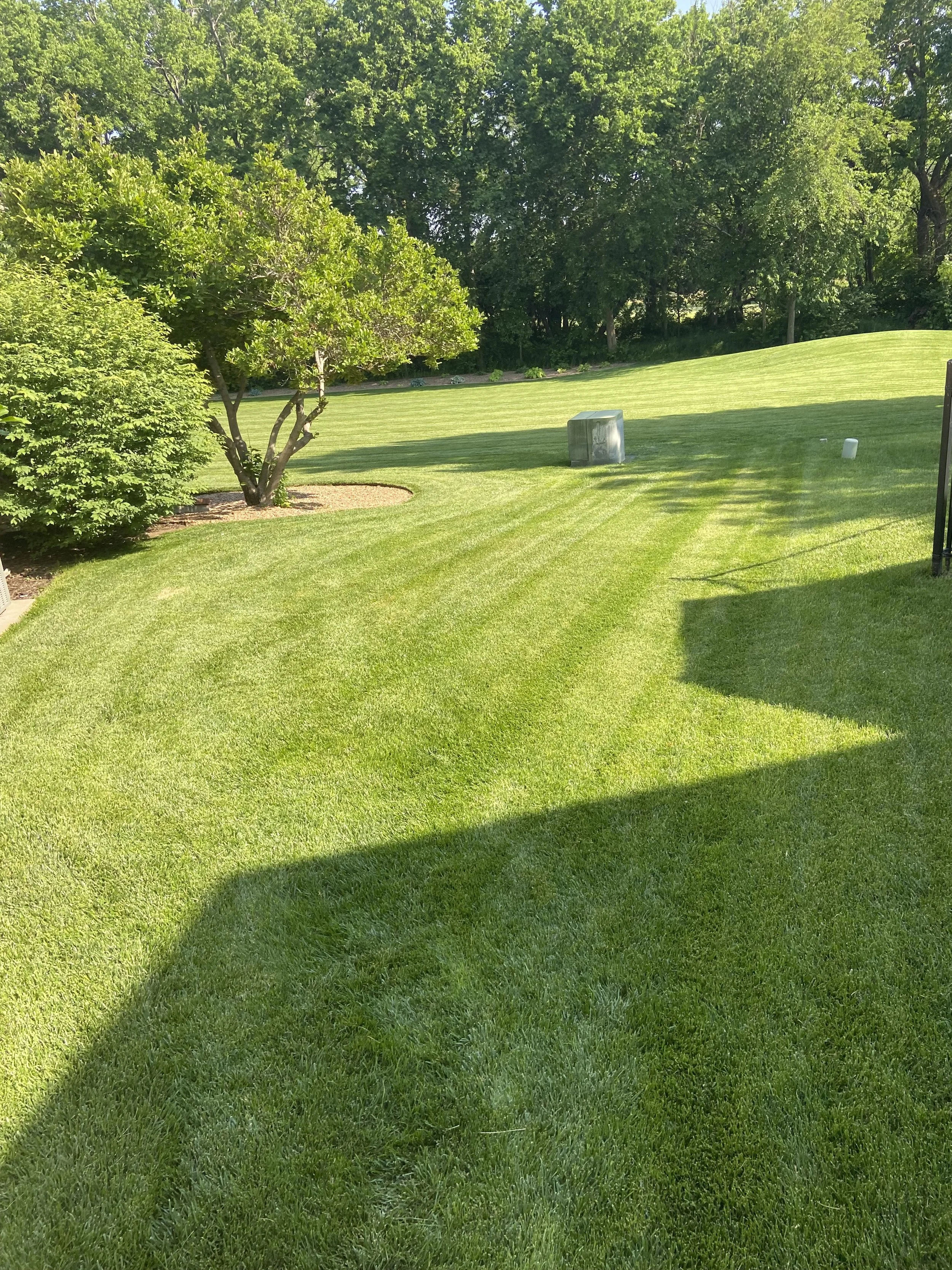 A well-maintained grassy backyard with a large bush and a tree on the left, two utility boxes in the middle, and a fence on the far right, with a background of tall trees and a clear sunny sky.