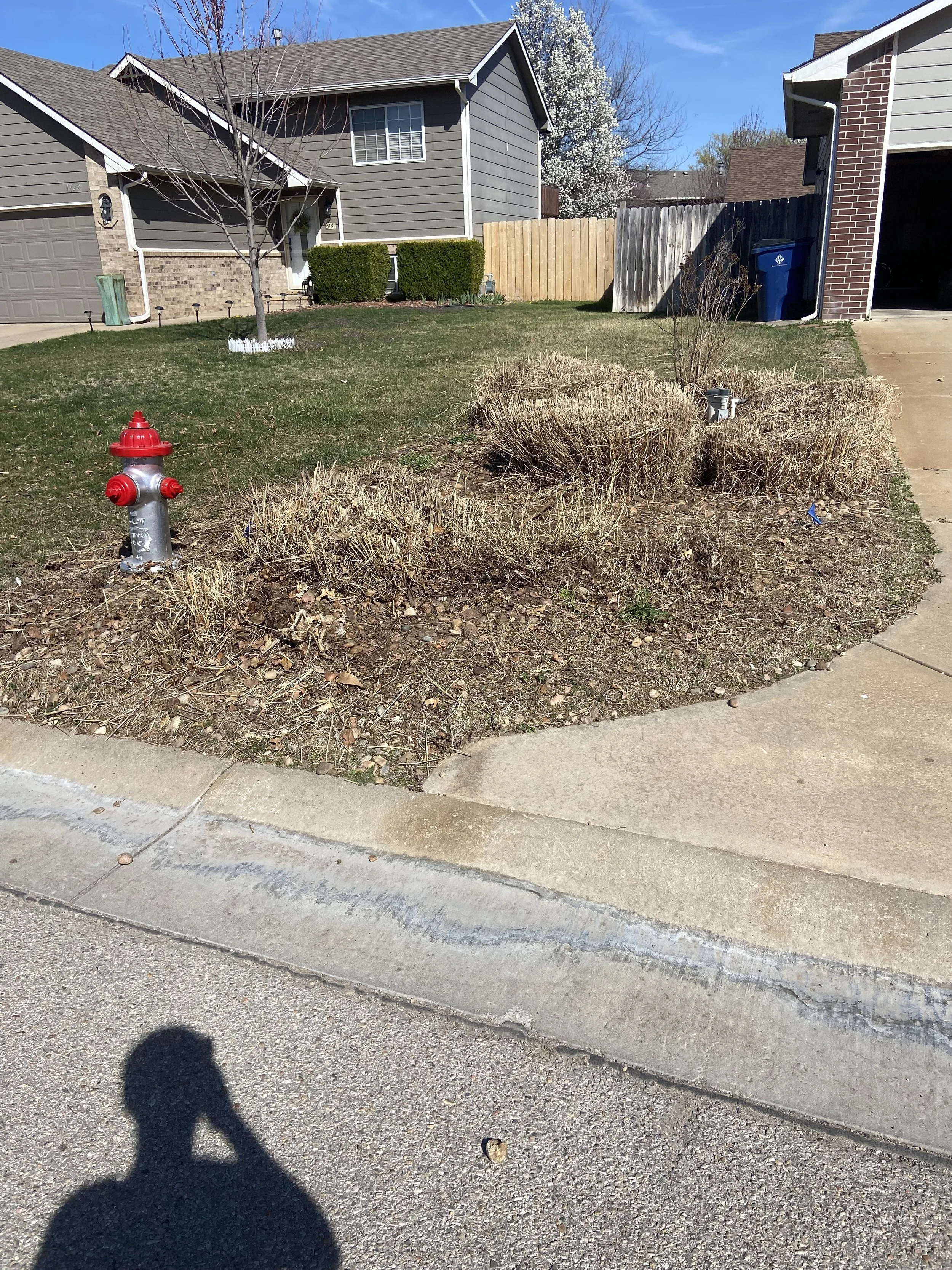 A front yard with brown dried plants, a young leafless tree with a white border, a red fire hydrant, and a sidewalk in a suburban neighborhood with houses, fence, and blue sky in the background.
