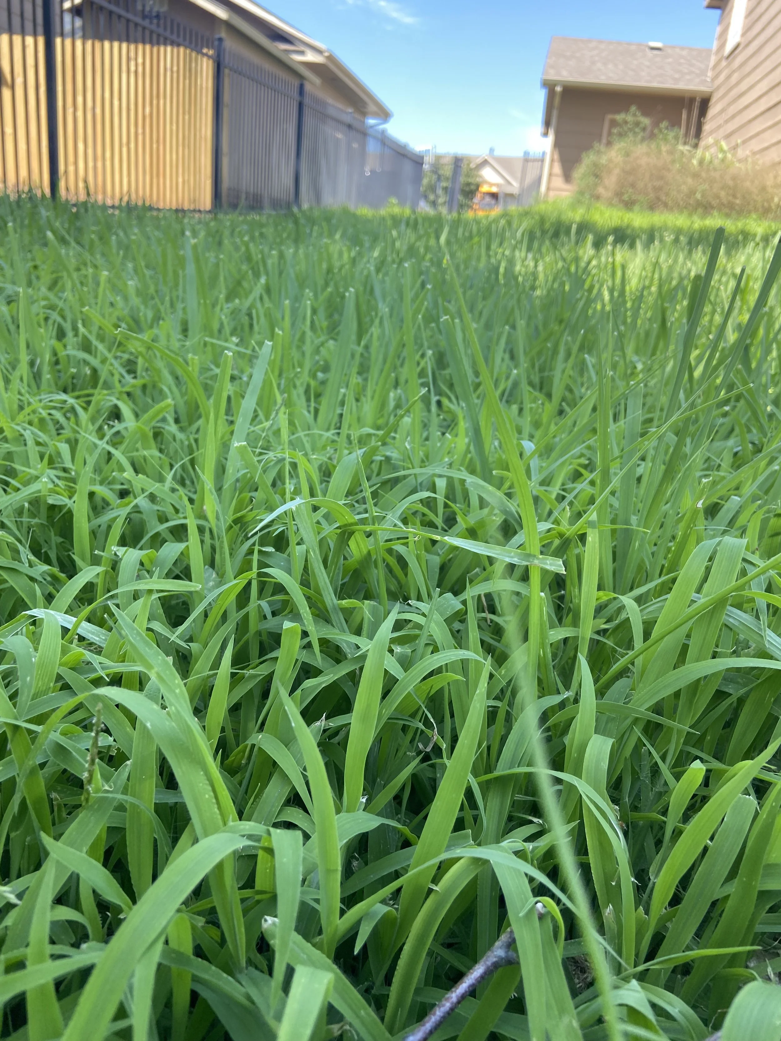 Close-up view of a lush, green grassy backyard with houses and a clear blue sky in the background.