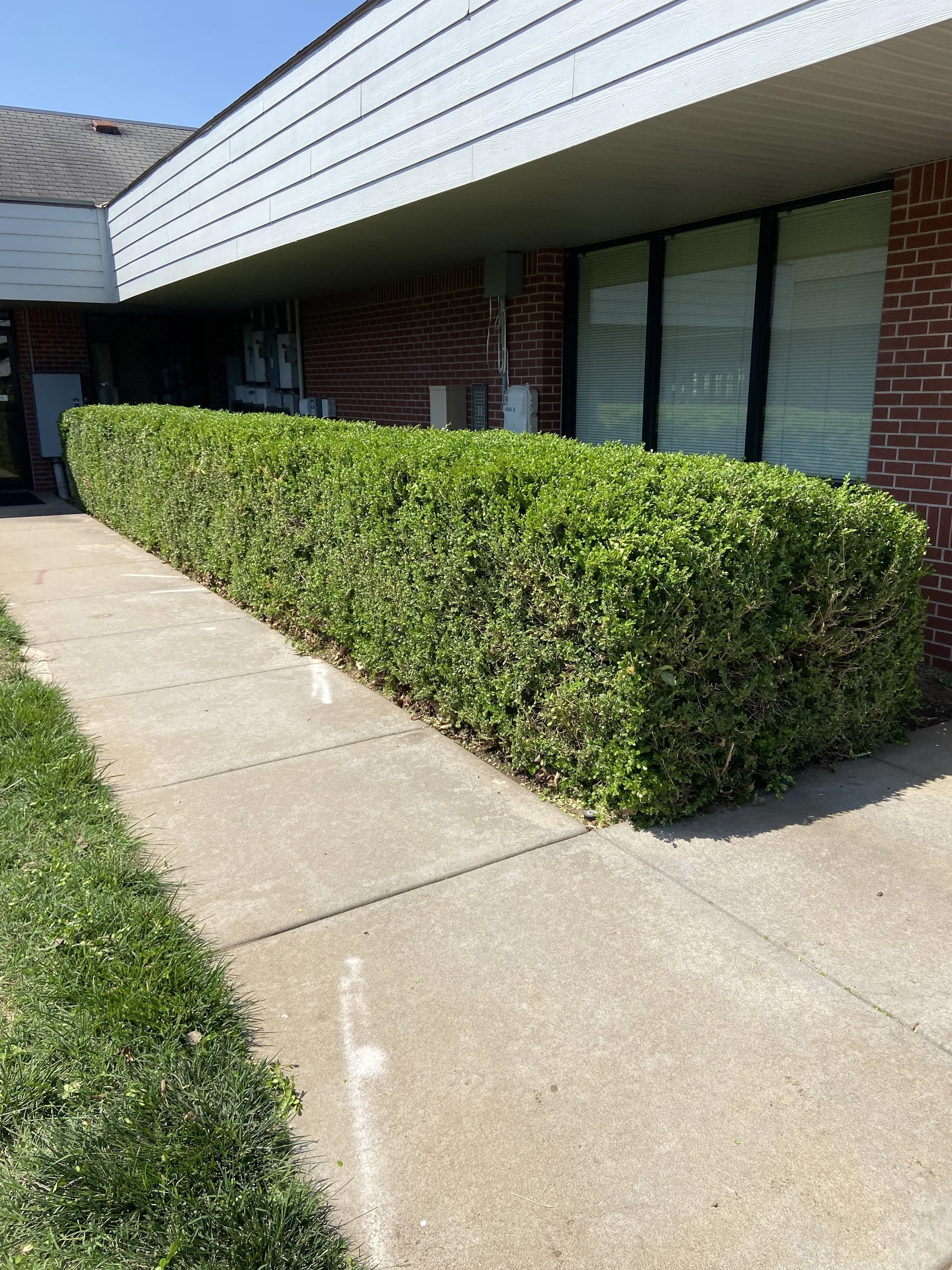 A sidewalk next to a well-maintained green hedge in front of an apartment building with red brick wall and large window with closed blinds.