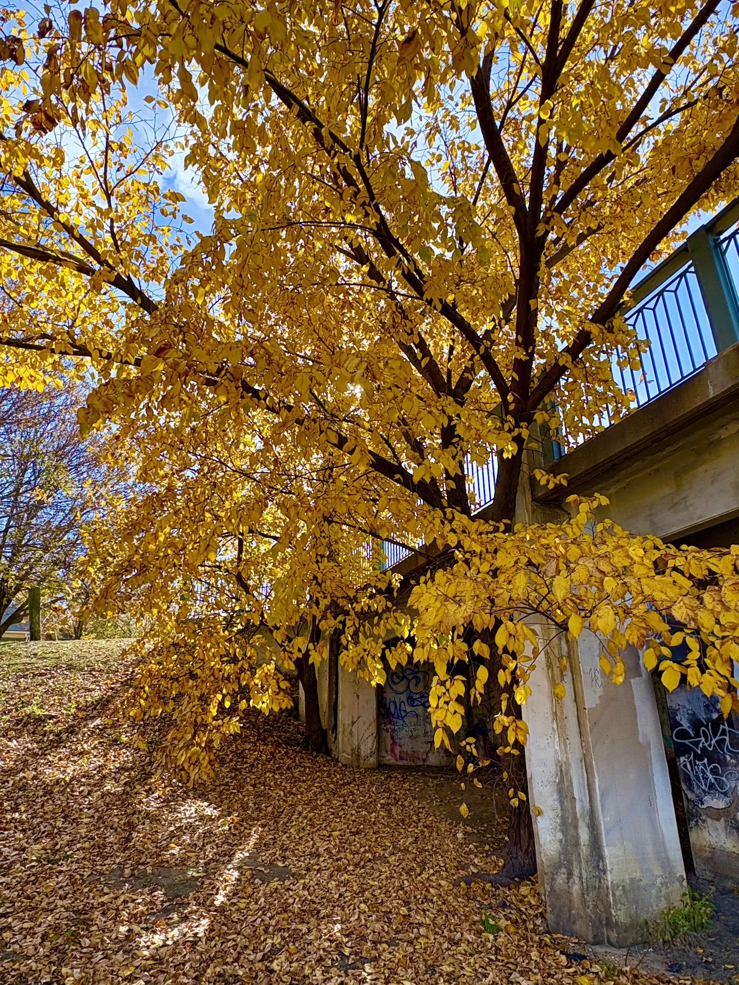 Is My Use Problematic?