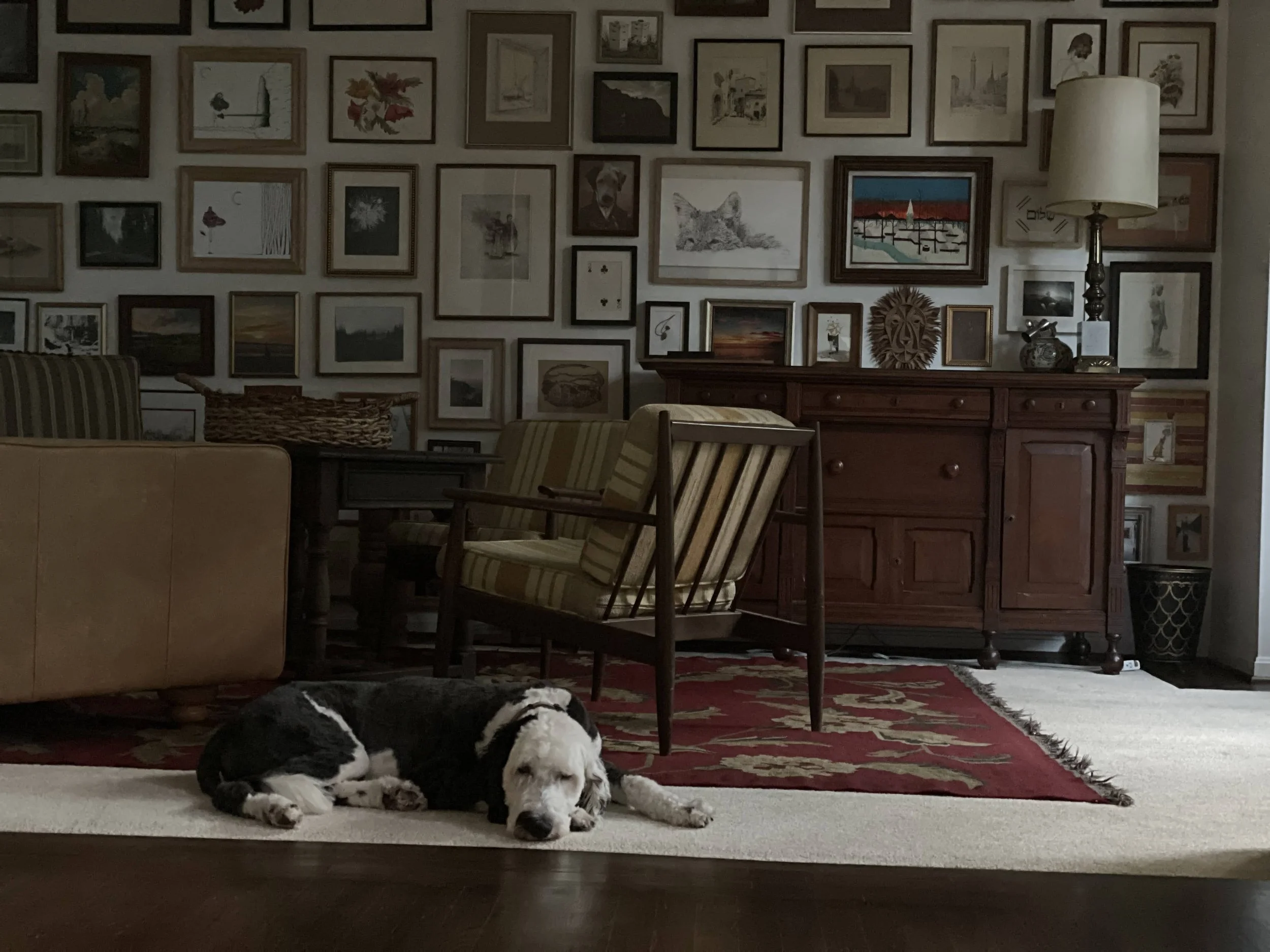 A black and white dog lying on a beige rug in a living room with a red and gold patterned rug, surrounded by chairs, a wooden sideboard, and a gallery wall of framed artwork and photos.