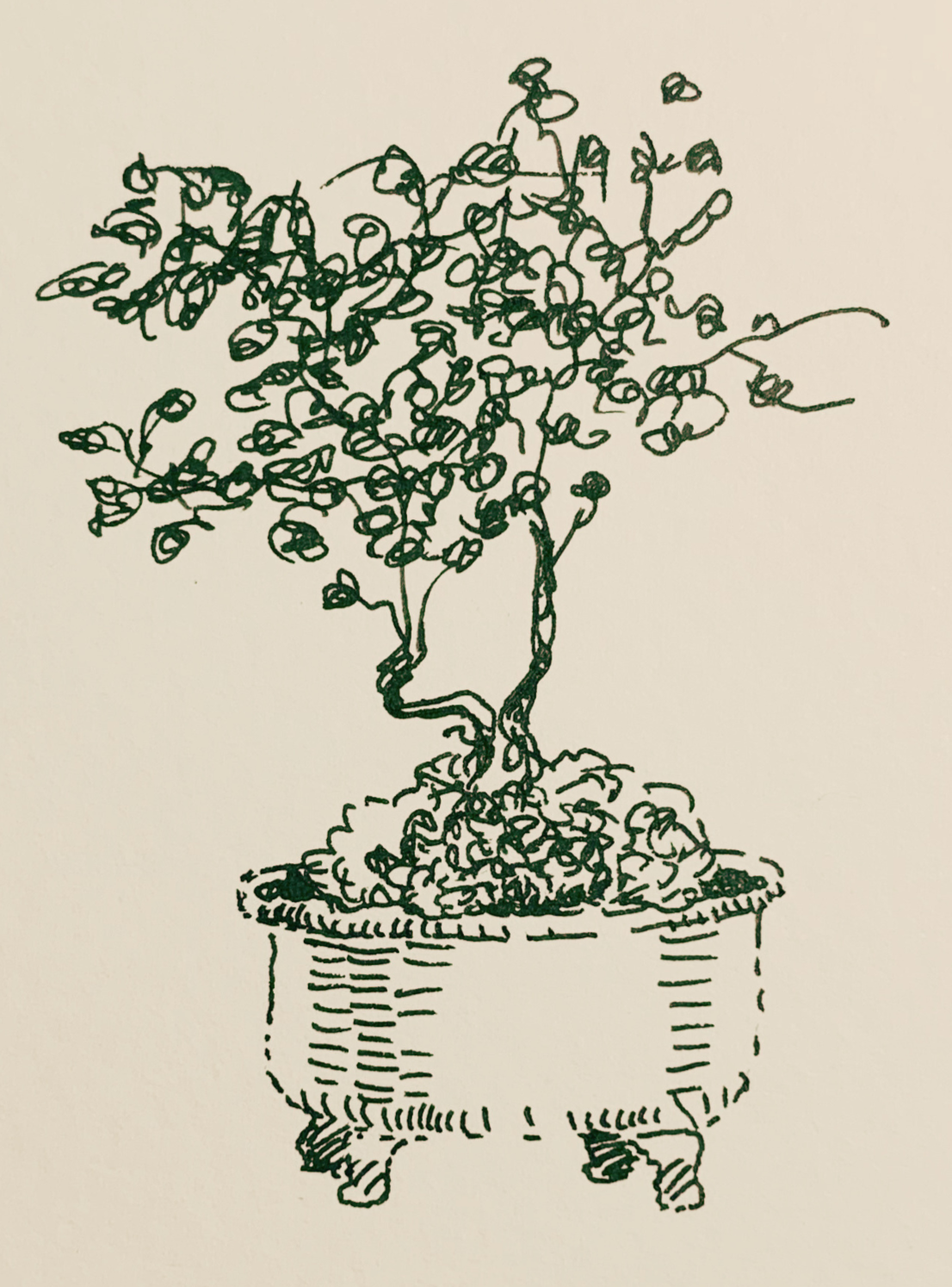 6X6+BONSAI+TWO+OF+THREE.png