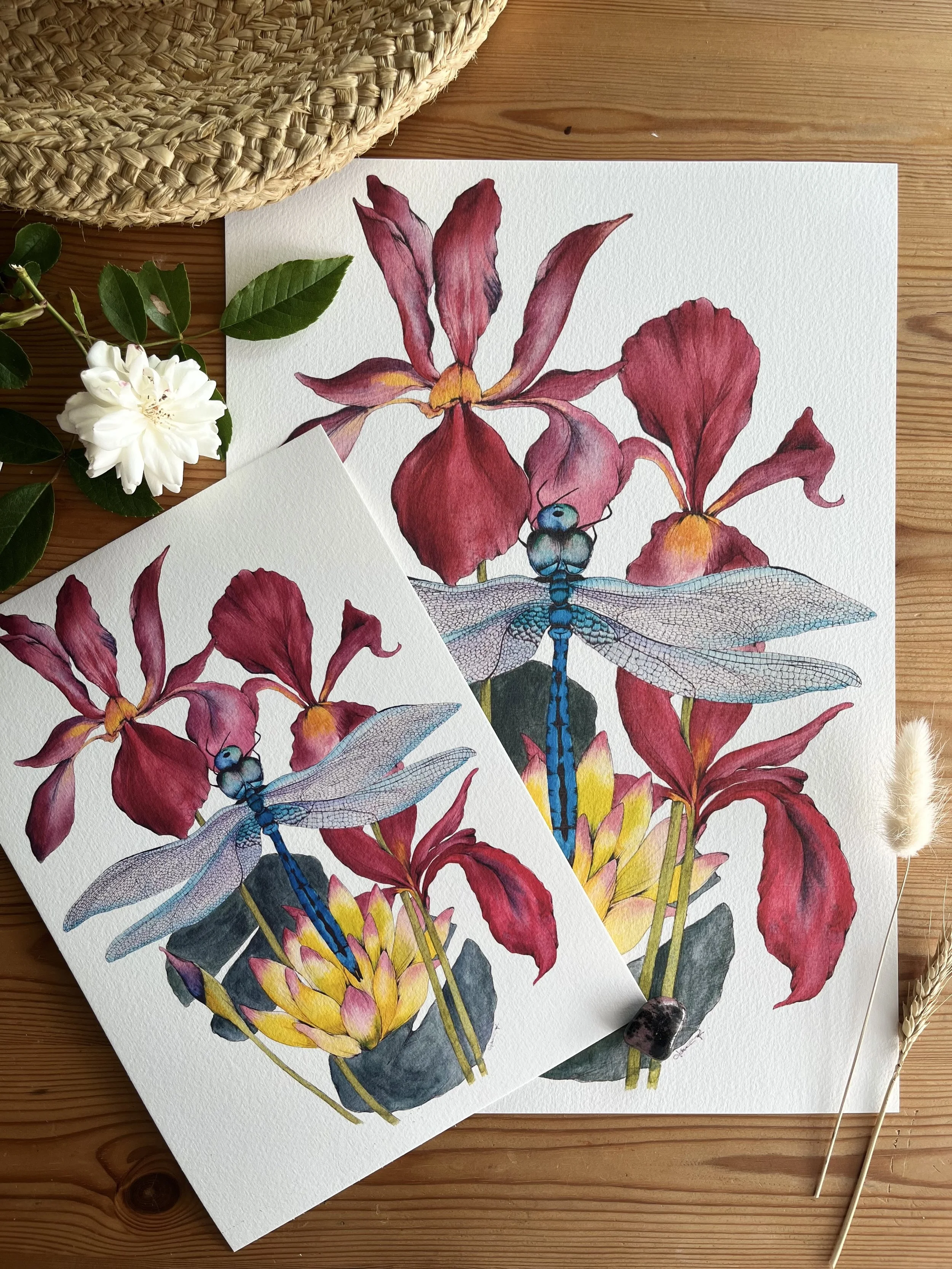 Wild dragonfly fine art print