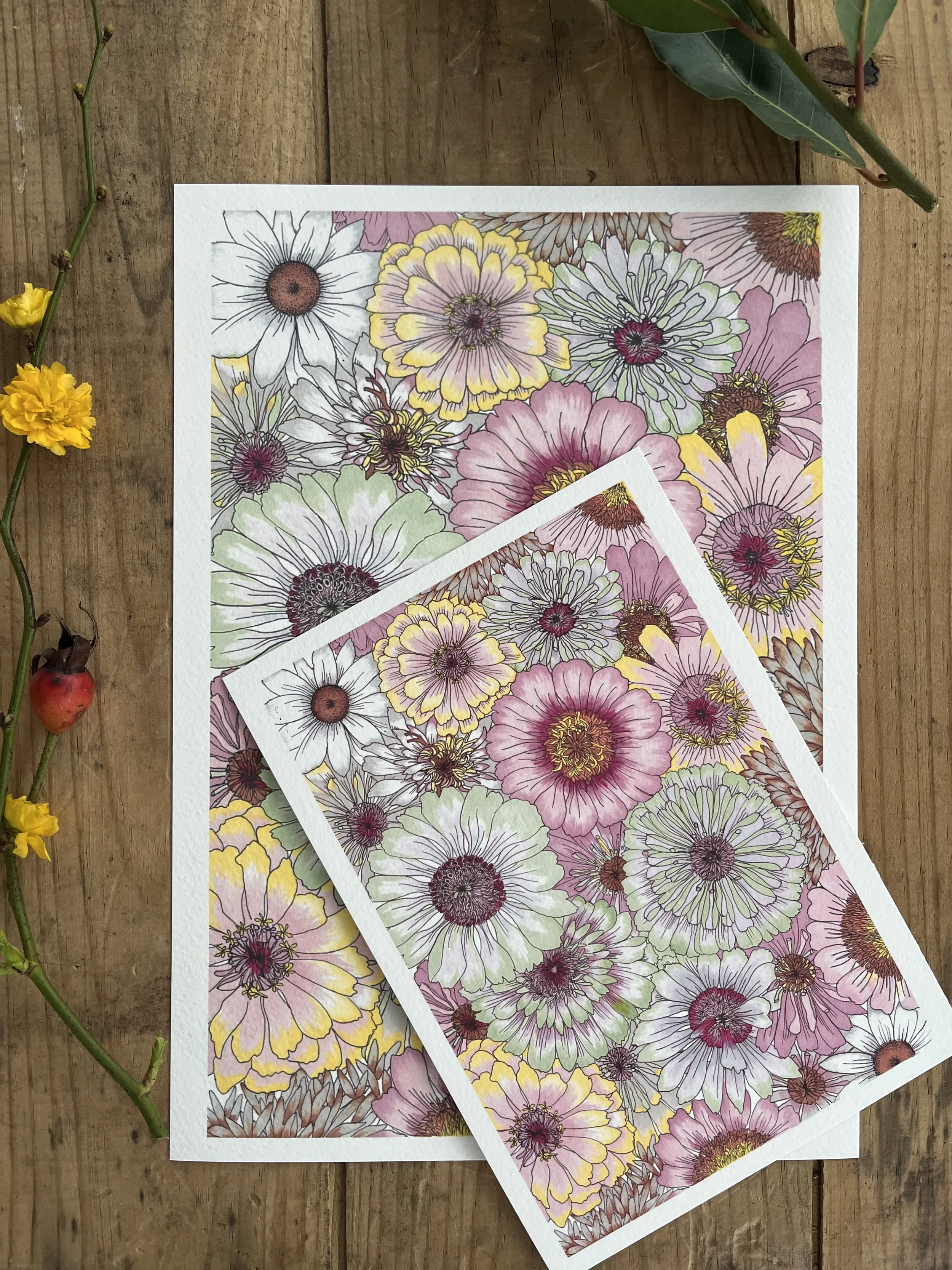 Zinnia Daisy colourful pastel fine art print - soft pink wall art.