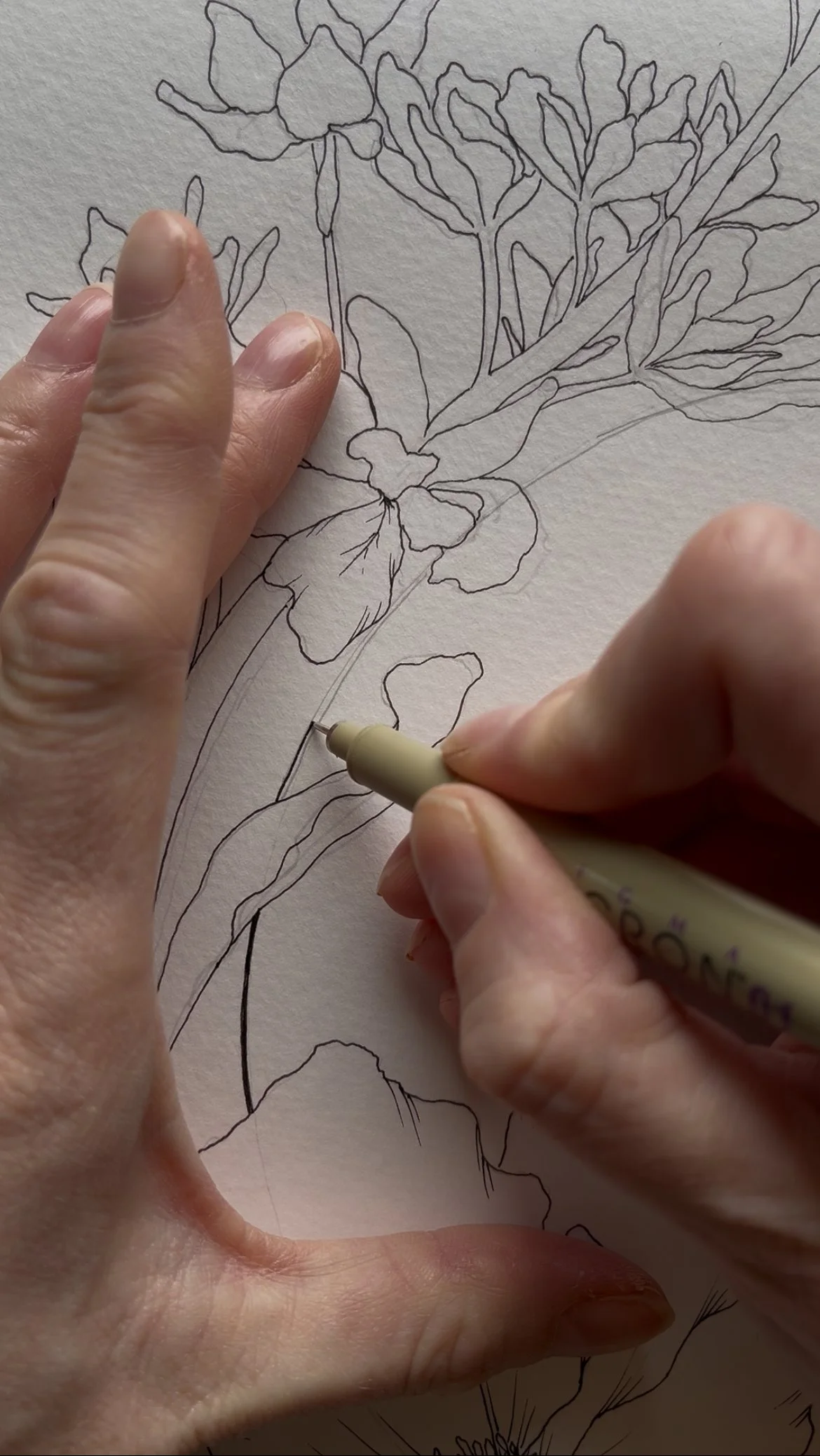 A person drawing an outline of a flowering plant on paper with a black pen.