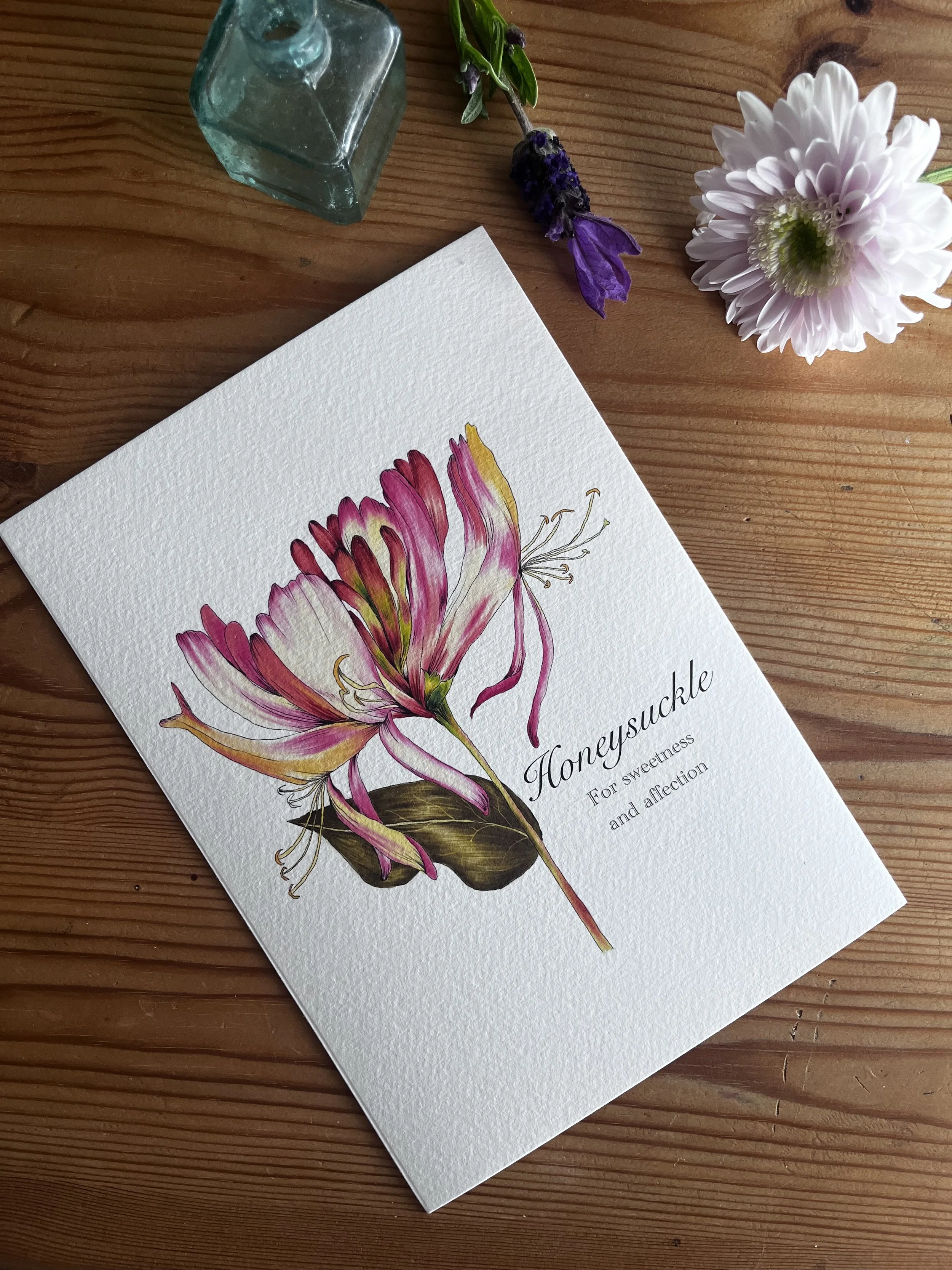 Honeysuckle botanical art print - Floriography print