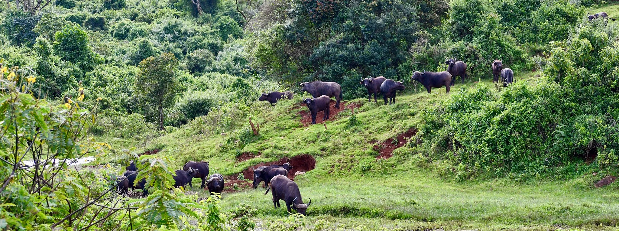 buffalo-herd-aberdare-forest-national-park.jpg