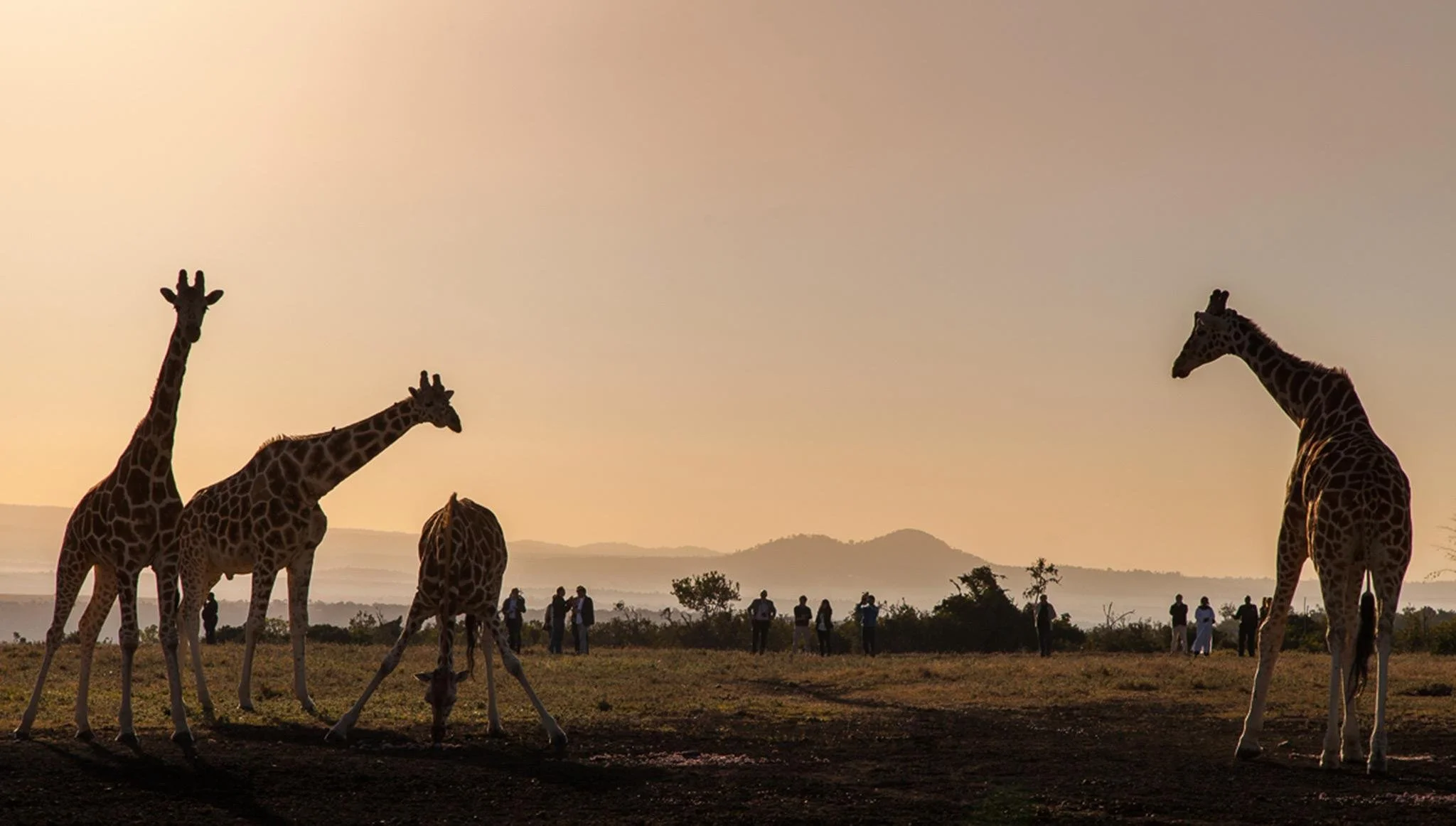 giraffes-sanctuary-walk-aberdare-country-club.jpg