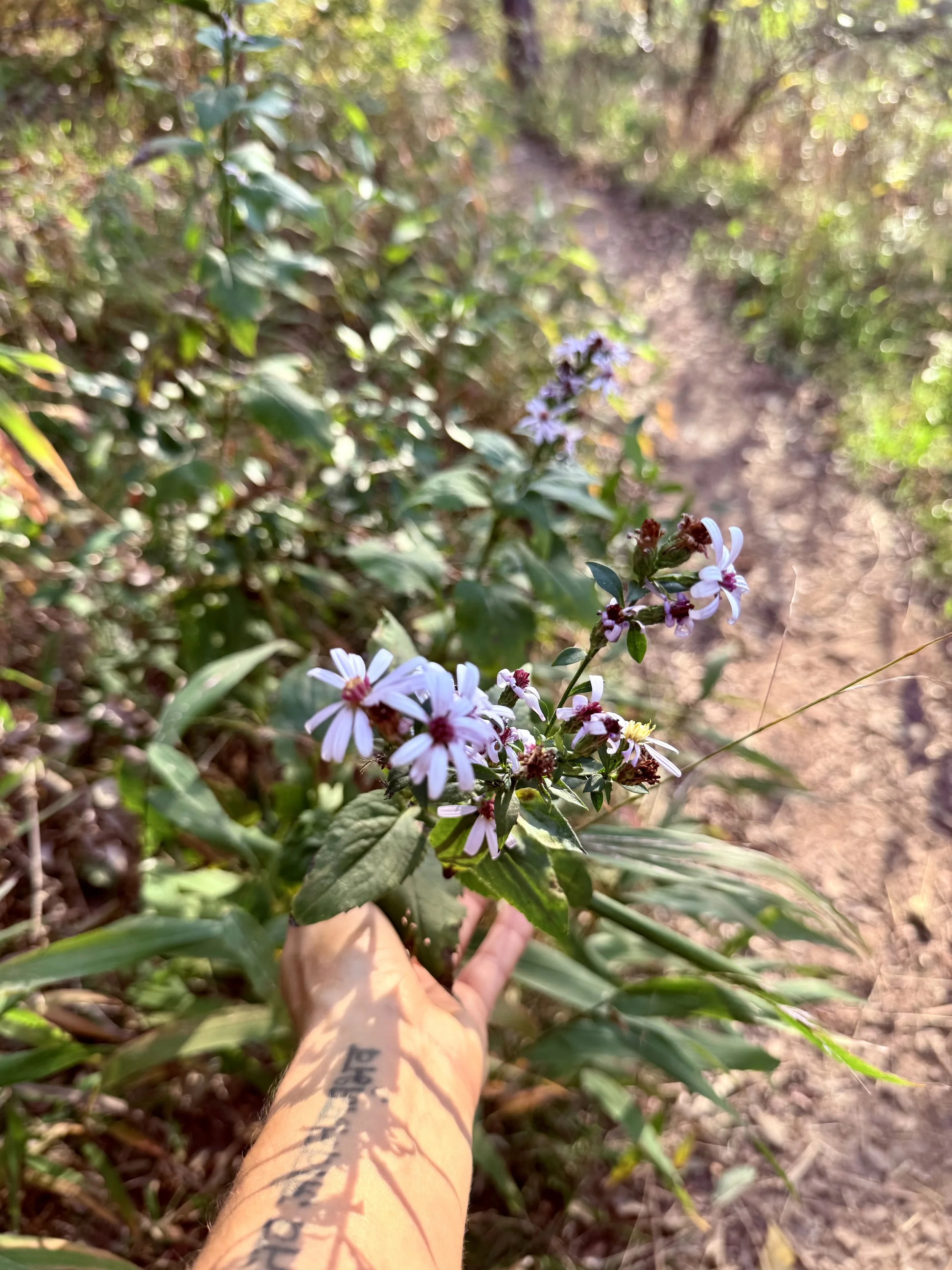 A person with a tattooed arm holding a small cluster of white and purple flowers on a green plant, outdoors on a dirt trail surrounded by bushes and trees.
