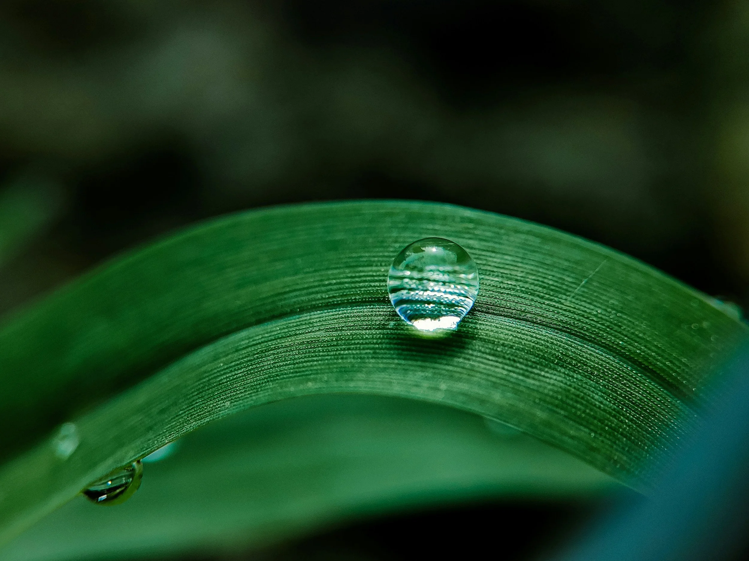 Close up of water droplet on leaf