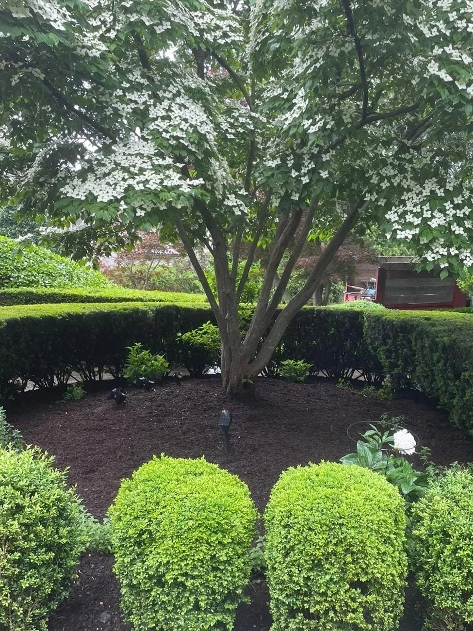 mulching, pruning bushes