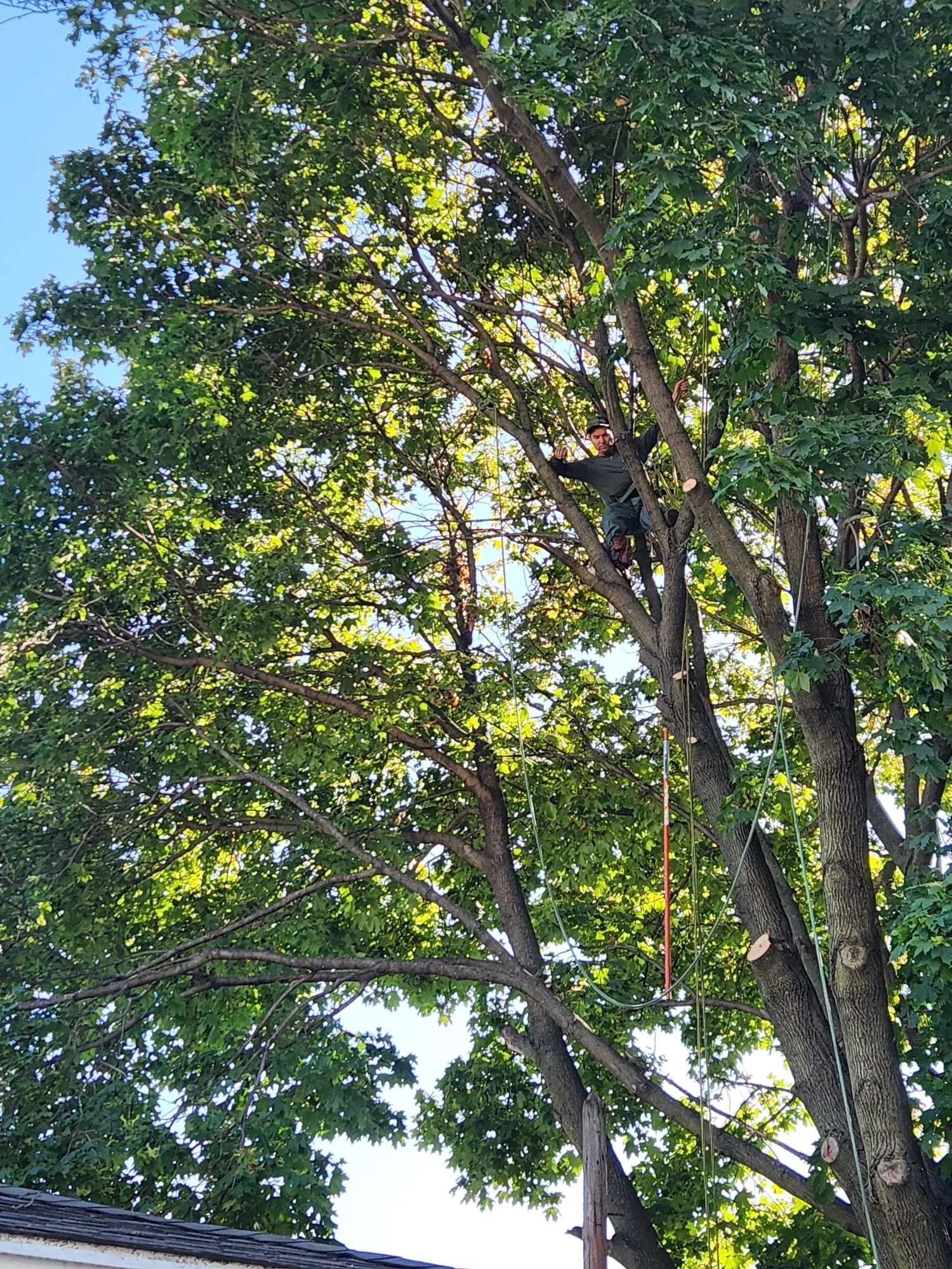 tree trimming, tree removal, tree doctor, pruning
