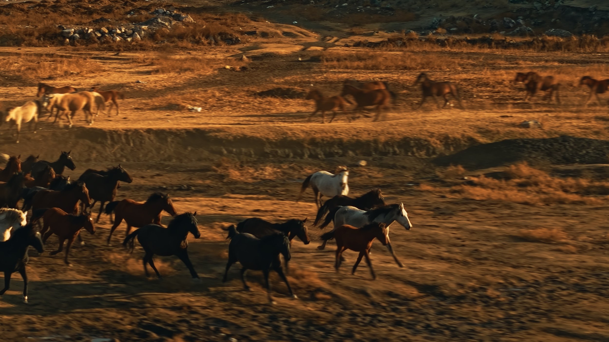 A group of horses running across a dry, rocky landscape at sunset with a background of rolling hills and scattered rocks.