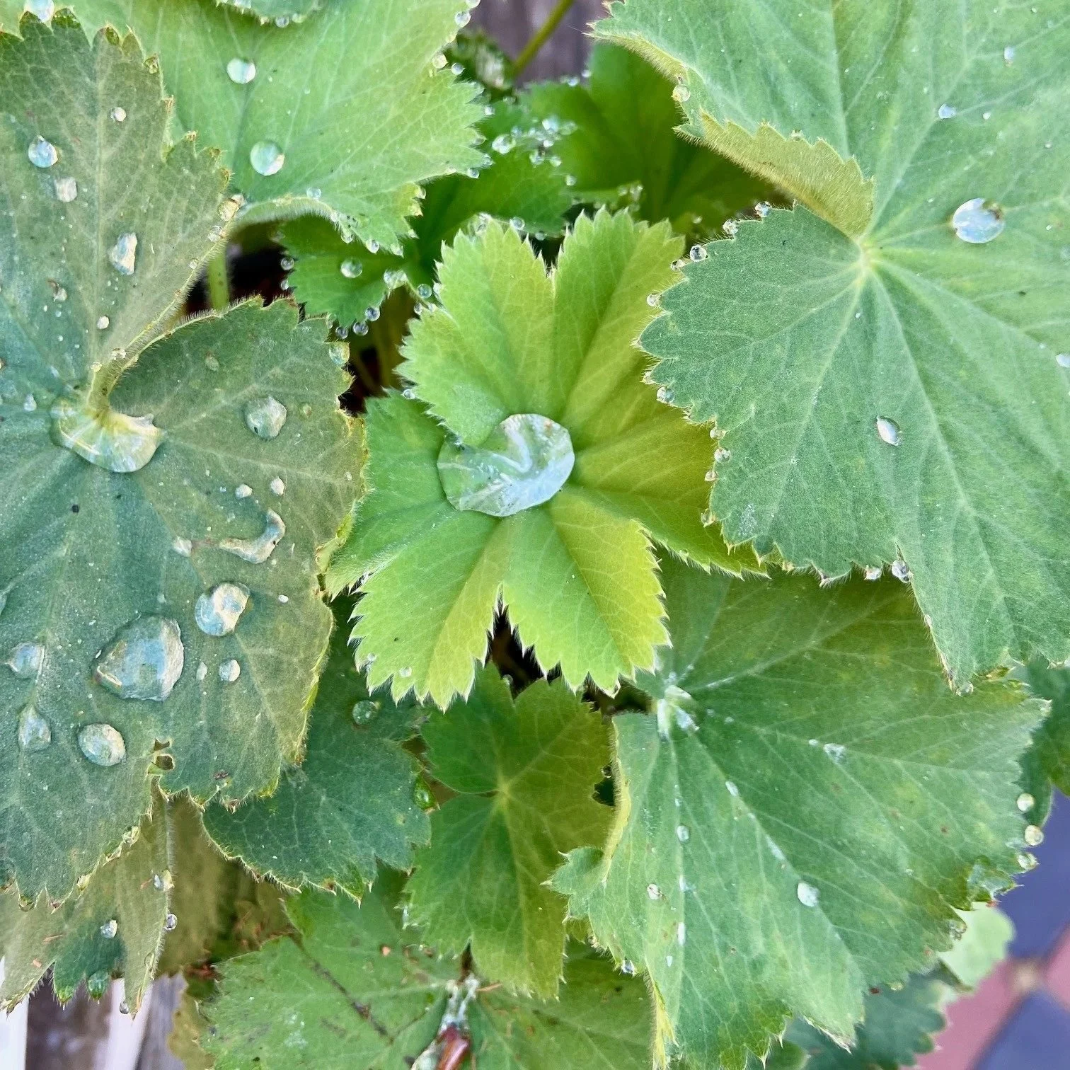 Alchemilla mollis in a shady position in a newly designed Brighton courtyard
