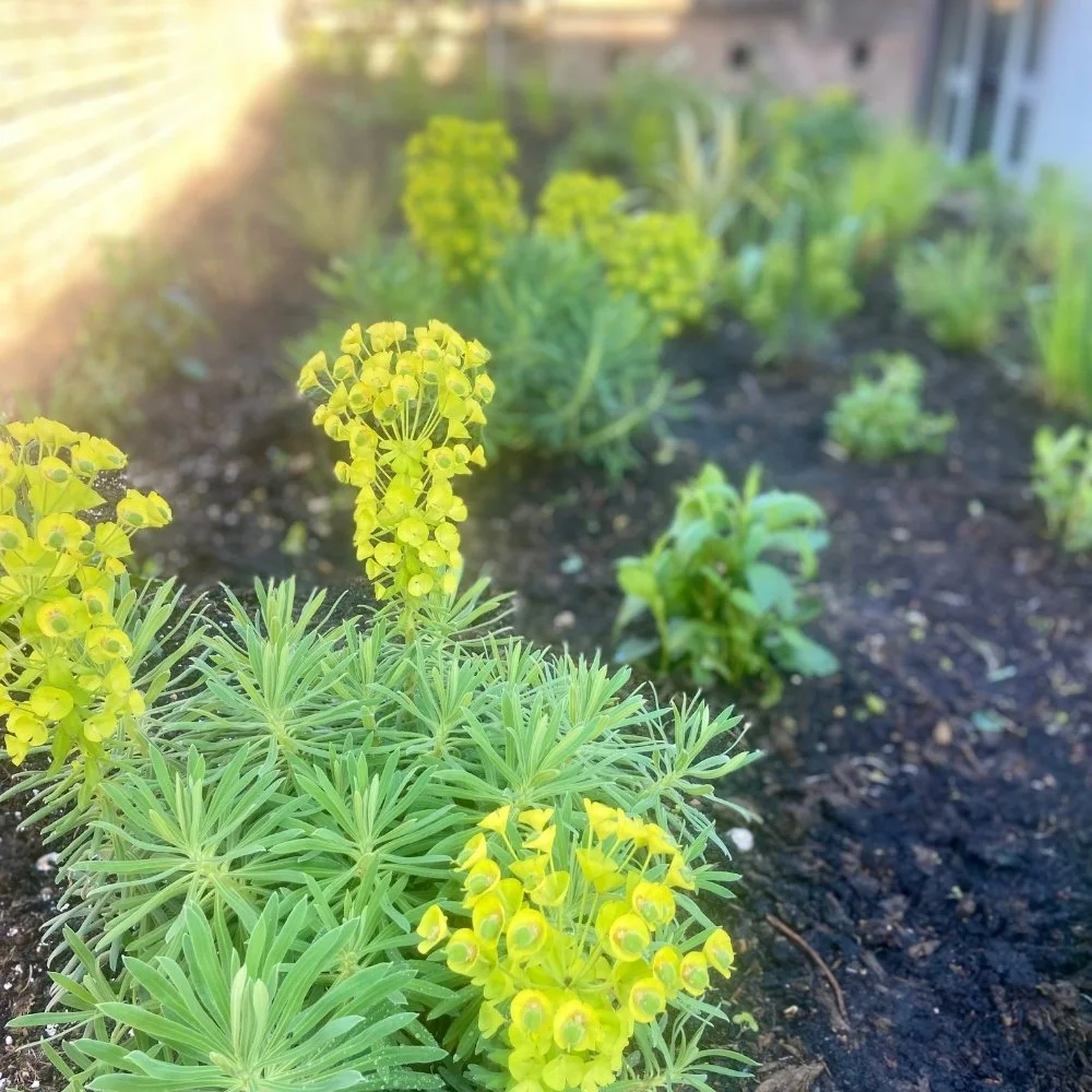 Acid green flowers of Euphorbia wulfenii and 'Black Pearl' repeating throughout the planting