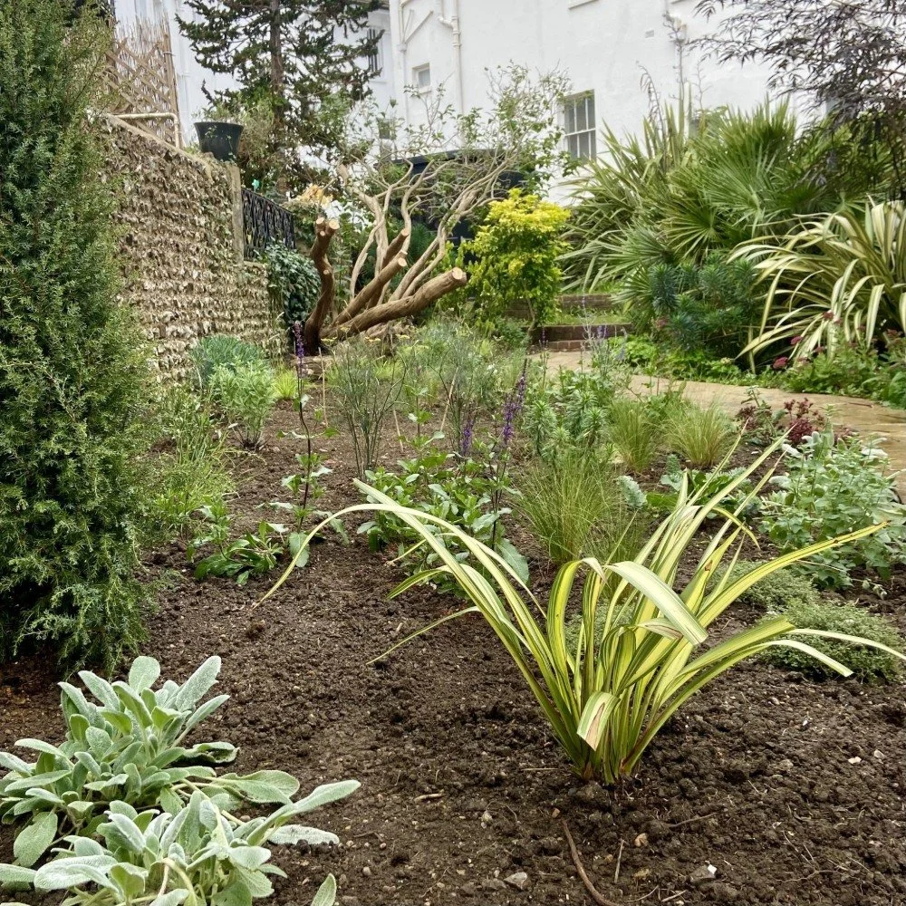Phormium 'Cream Delight' (a smaller cultivar) echoing existing planting and picking up the bright green of the Choisya at the rear
