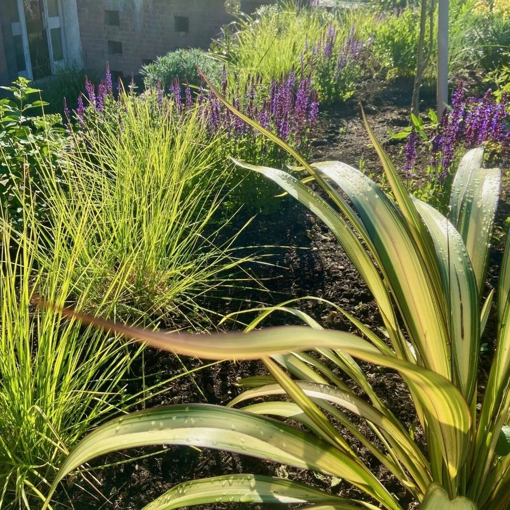 Evening sun shining through Sesleria autumnalis grass and Salvia 'Caradonna'