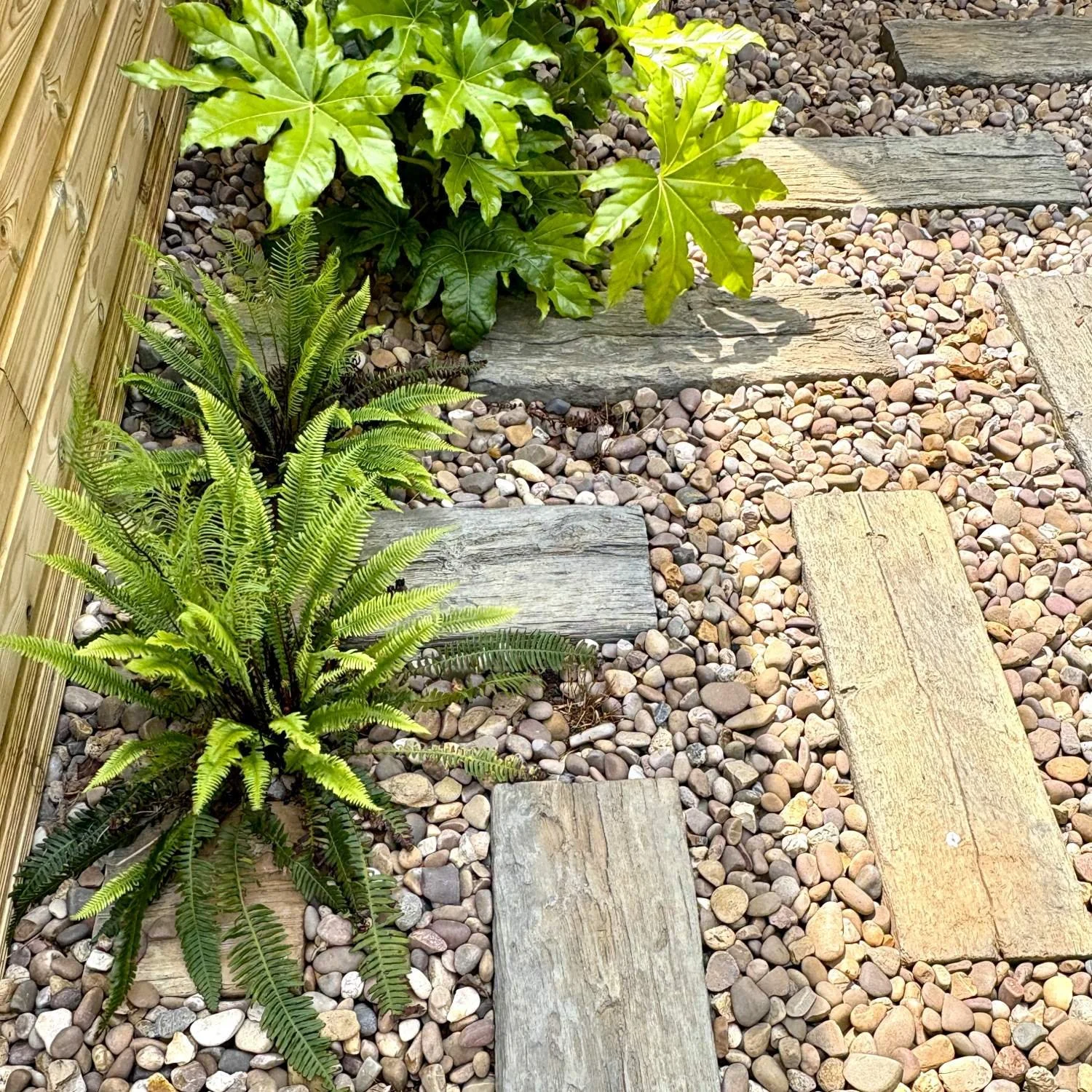 Fatsia japonica and hard fern planted into the gravel in a shady spot as part of the new garden design in Hove