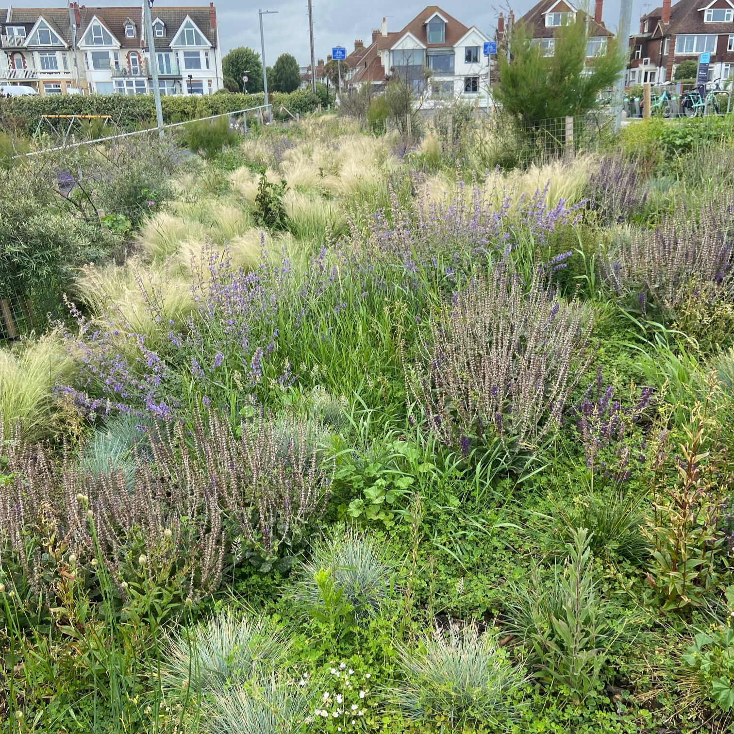 Coastal-inspired planting aesthetic