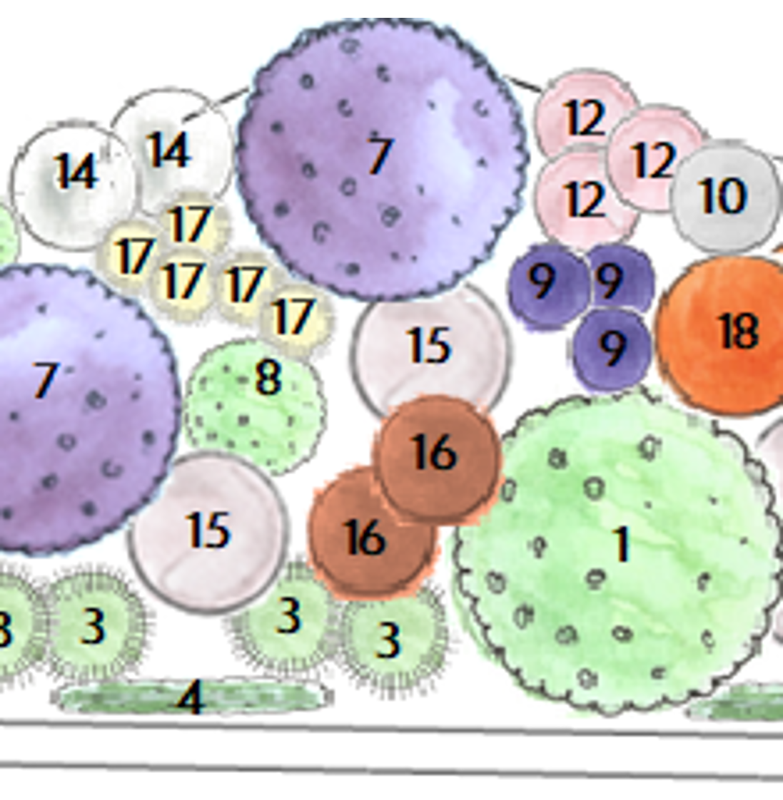A section of the detailed planting plan