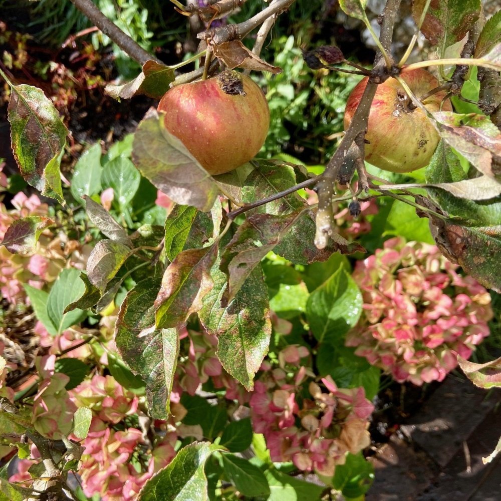 Autumn colours of some of the existing plants 