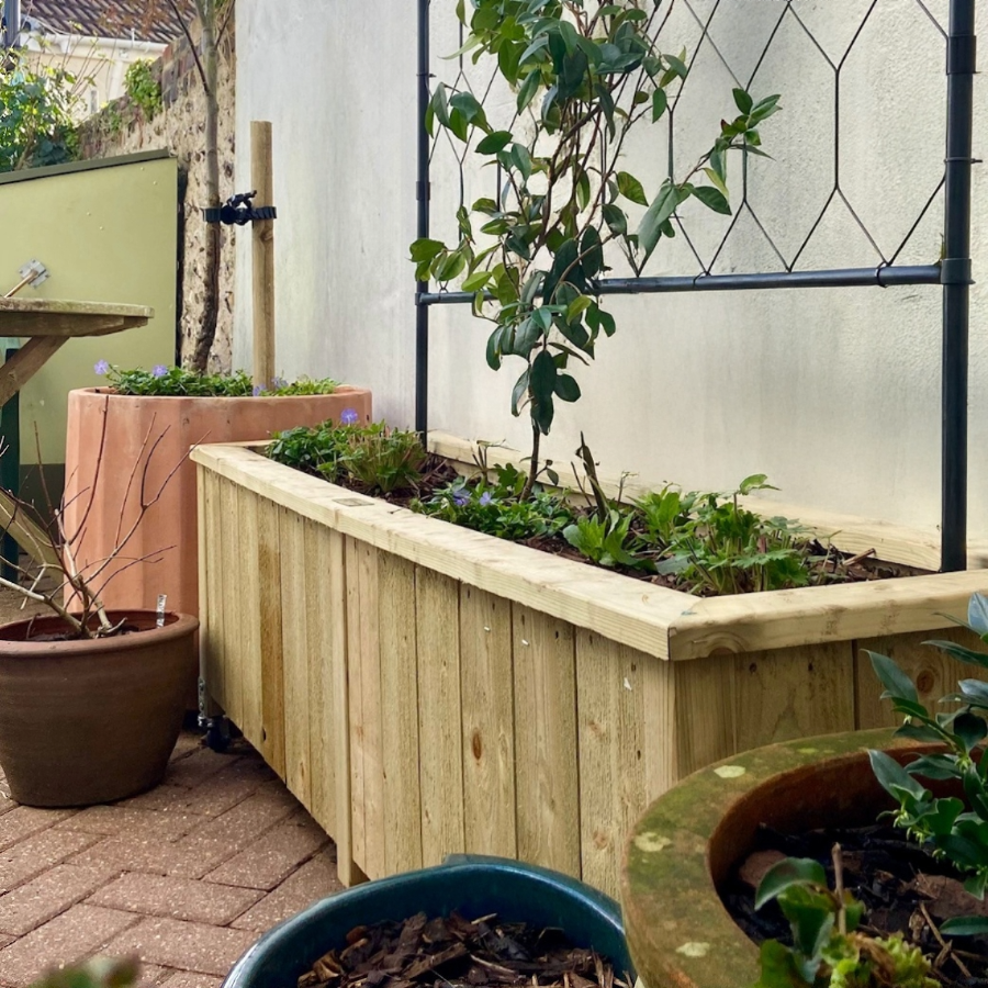 New wooden trough with star jasmine climbing an arched trellis, underplanted with Vinca minor and Geranium macrorrhizum