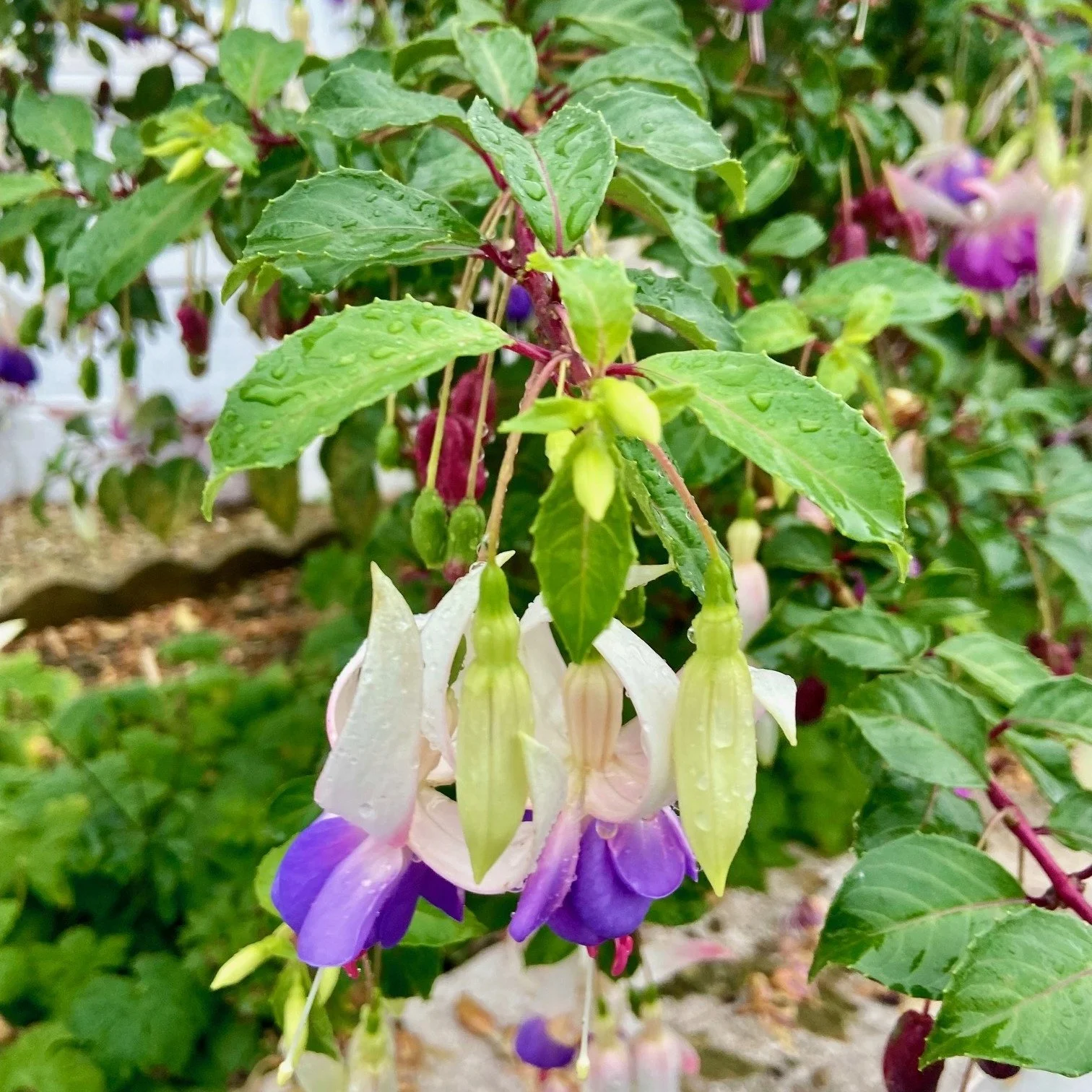 Beautiful fuchsia in a newly designed family garden in Brighton