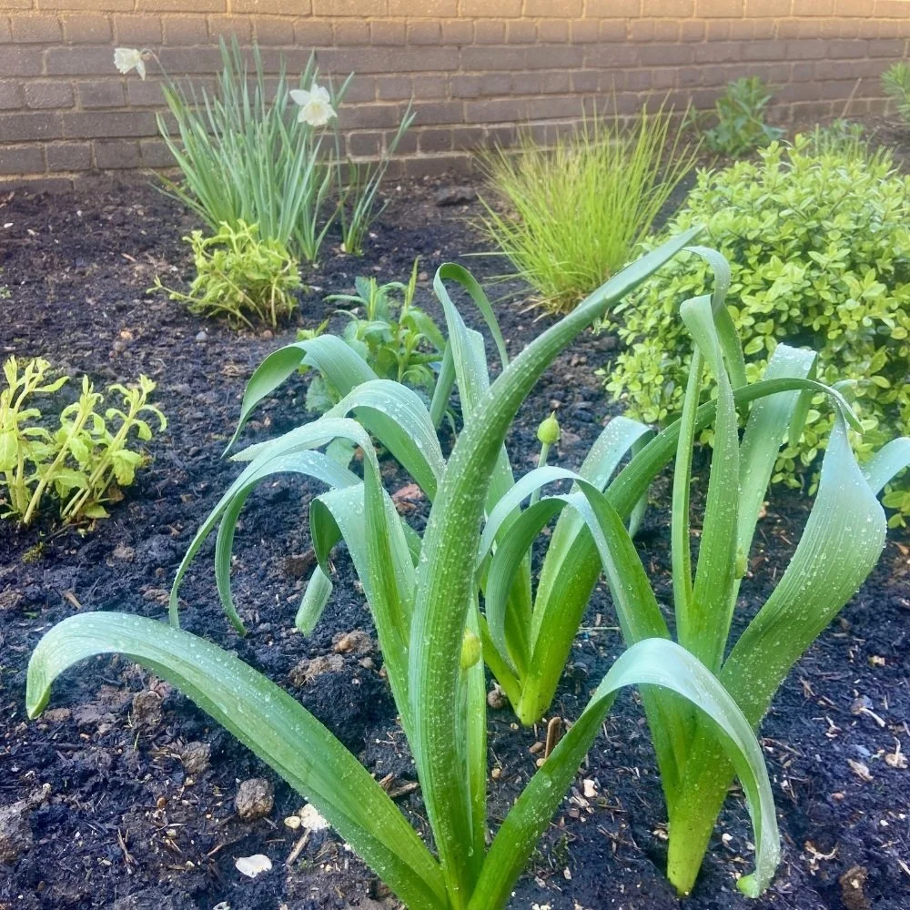 Tulipa turkestanica almost ready to flower