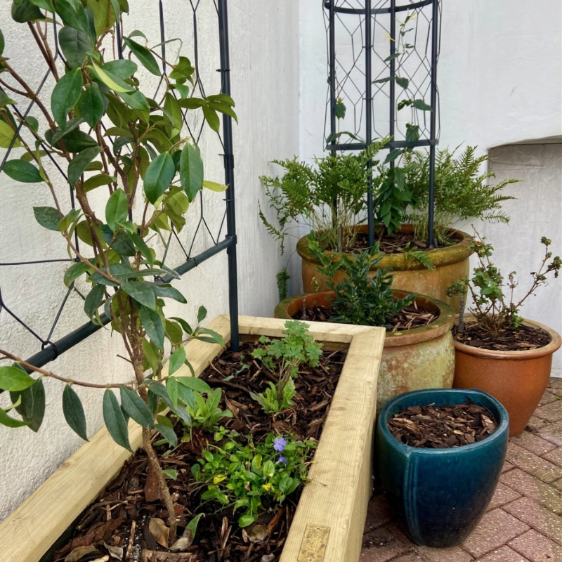 Obelisk with evergreen honeysuckle bringing height in the corner, with sweet box, fuchsia and snake's head fritillaries in lower pots
