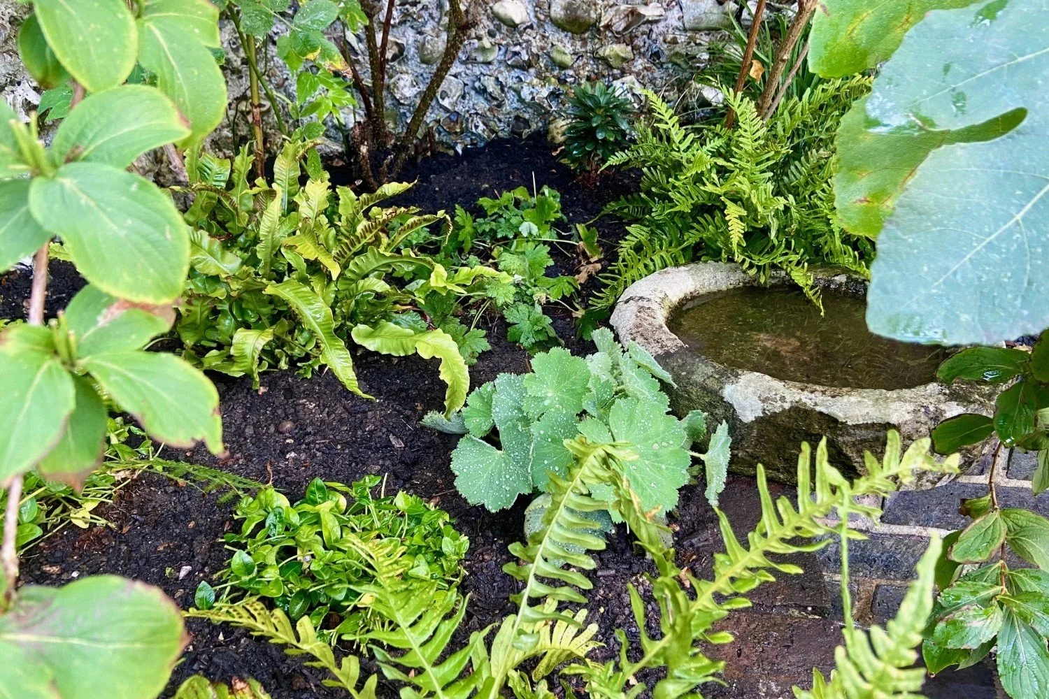 Shady corner of the raised beds in this courtyard garden, planted with lush ferns, Alchemilla mollis and lesser periwinkle, surrounding a stone water bowl to encourage biodiversity in the garden design