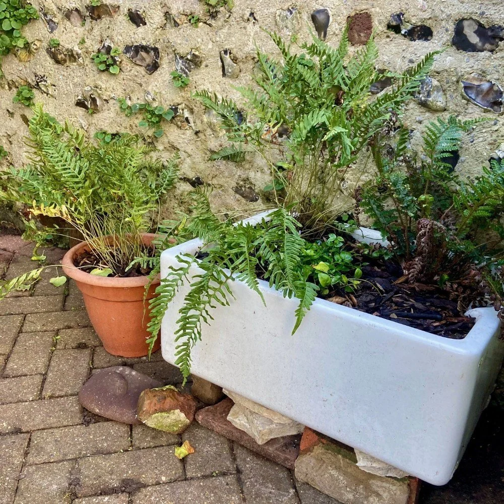 Upcycled vintage sink planted with ferns and Vinca minor, in a shady spot behind the shed
