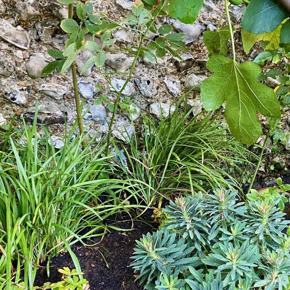 Liriope muscari and Euphorbia x martini under an existing fig tree