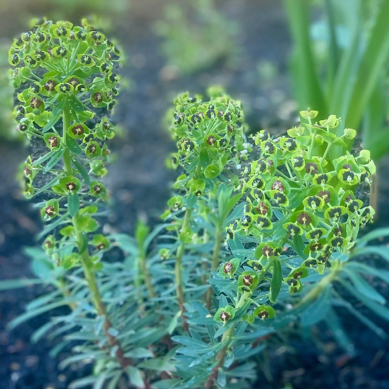 Euphorbia 'Black Pearl' coming into flower in early summer in a newly designed communal garden in an apartment block in Hove