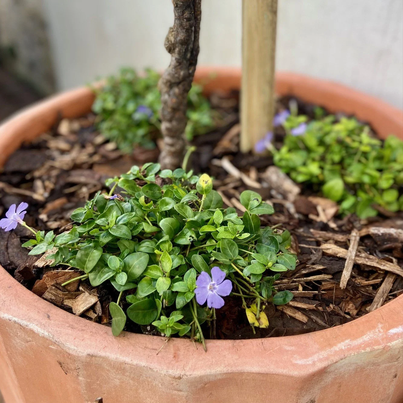 This garden redesign incorporated an ultra-dwarfing apple tree in a large terracotta pot, undeplanted with Vinca minor or lesser periwinkle