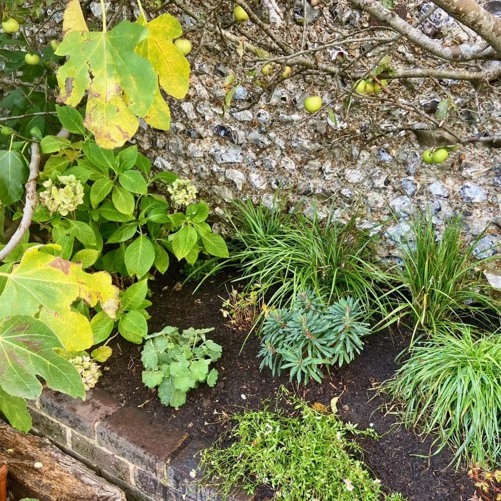 Erigeron karvinskianus and Briza media added in a sunnier position