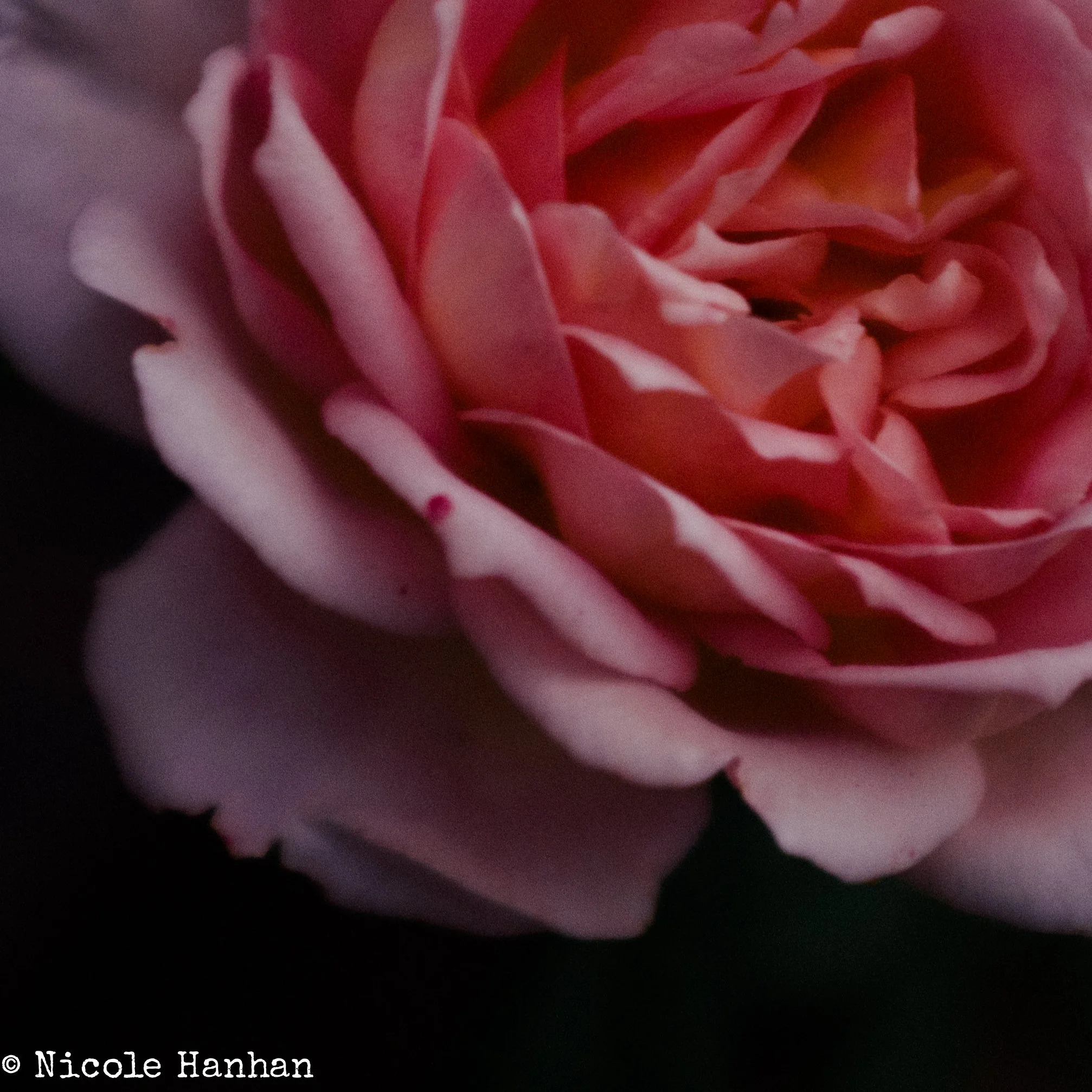 Bach Flower Remedies – Diagnosis & Guidance (Written)