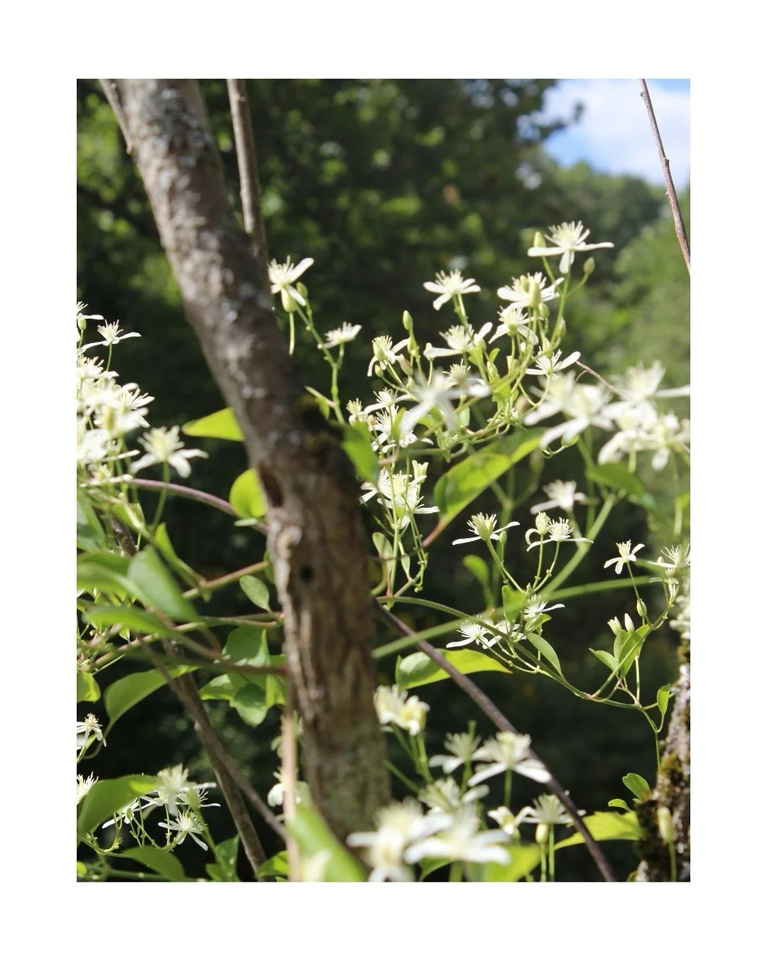 Frick Park morning on the cusp of fall - with @szbeacom 🍁