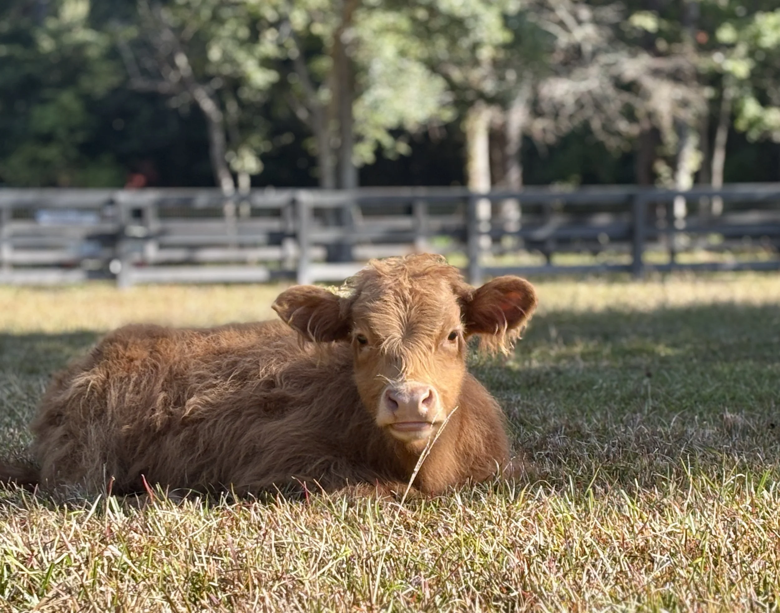 A brown calf lies on the grass in a fenced outdoor area with green trees and a wooden fence in the background.