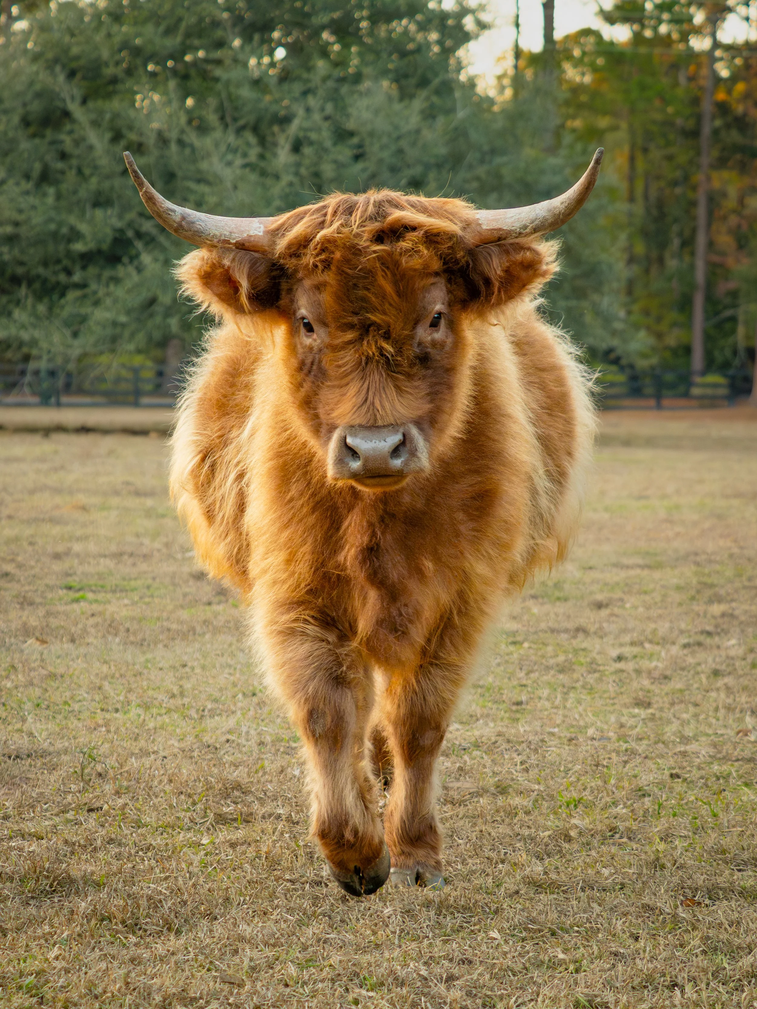A Highland cow walking towards the camera in an open field with trees in the background.