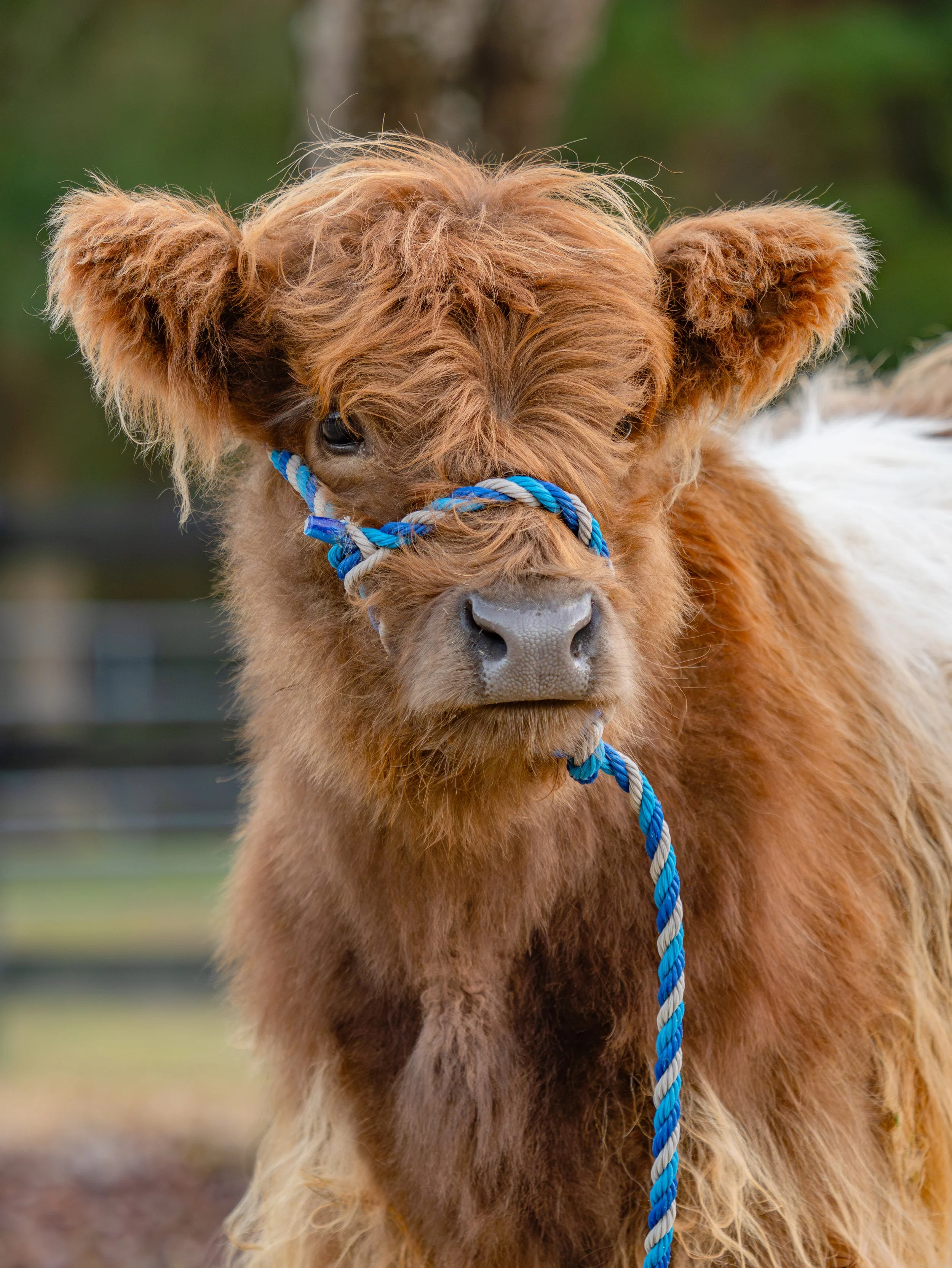 Close-up of a brown and white calf with a blue and white halter, standing outdoors with blurred trees in the background.