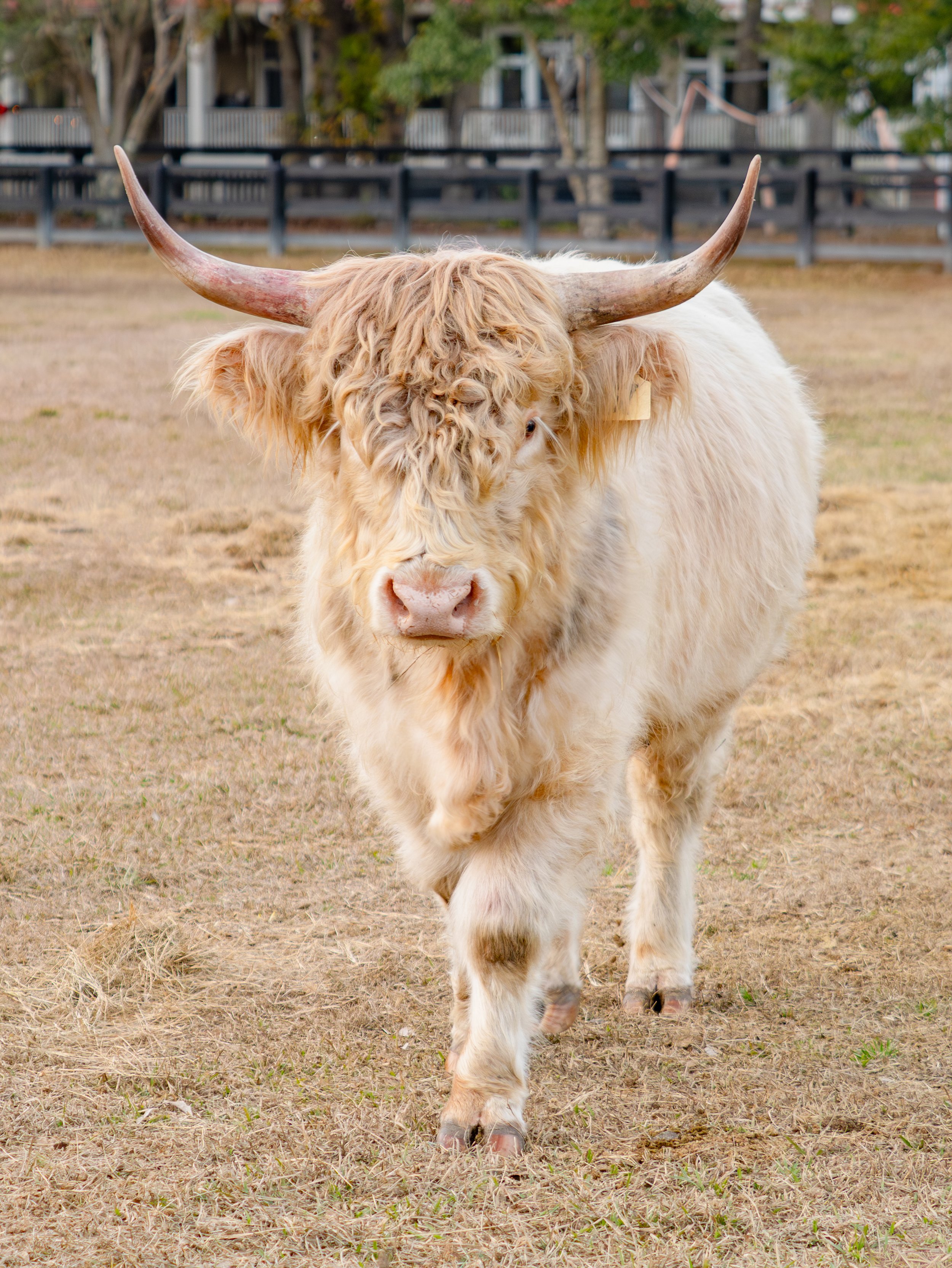Long-haired Highland cow walking on dry grass in a fenced outdoor area.