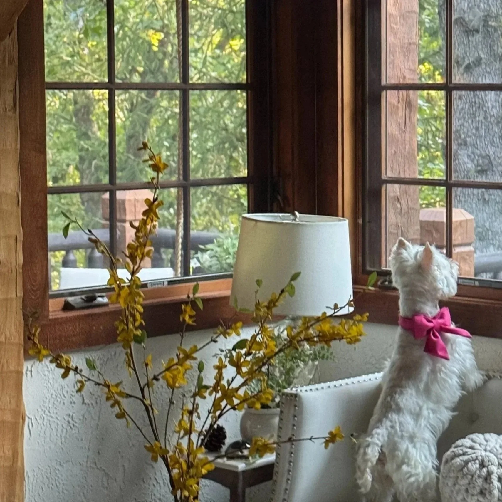 A white dog with a pink bow looking out the window of a room decorated with yellow flowers in a vase and a white lamp.