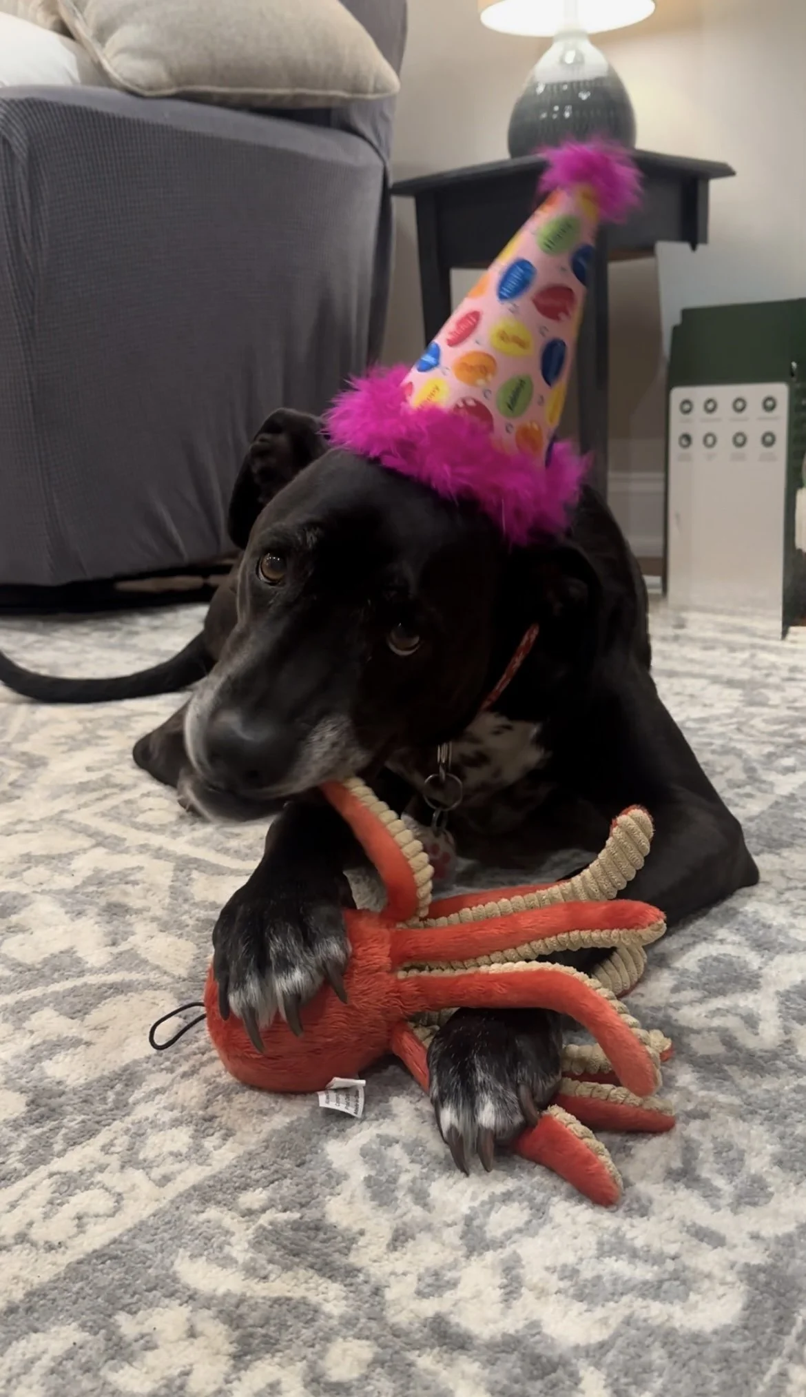 Dog wearing a colorful party hat with pink feathers, lying on a patterned carpet, holding a plush red lobster toy.