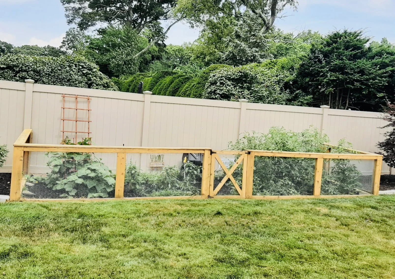 A backyard vegetable garden with a wooden hand-crafted fence growing vegetables or plants, enclosed with wire mesh, and a white fence in the background surrounded by lush green trees and bushes.