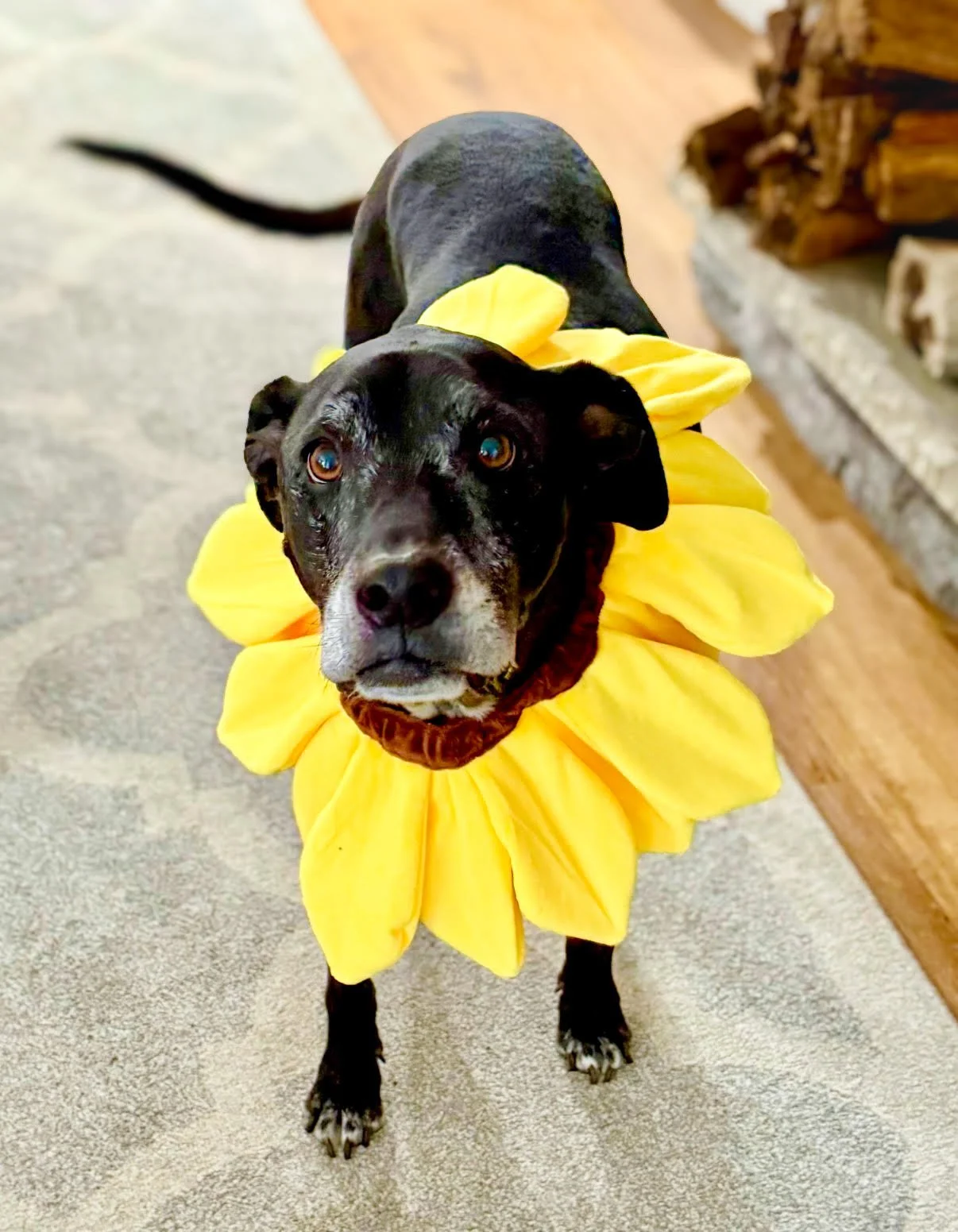 A black dog wearing a yellow flower costume around its neck, looking up at the camera.