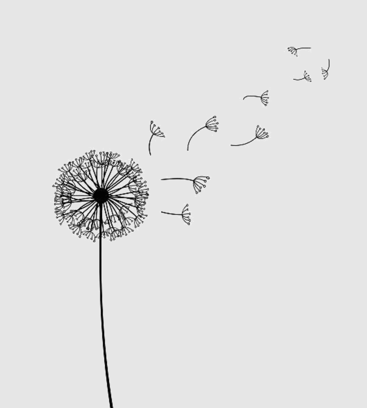 A black and white illustration of a dandelion with its seeds dispersing in the air.