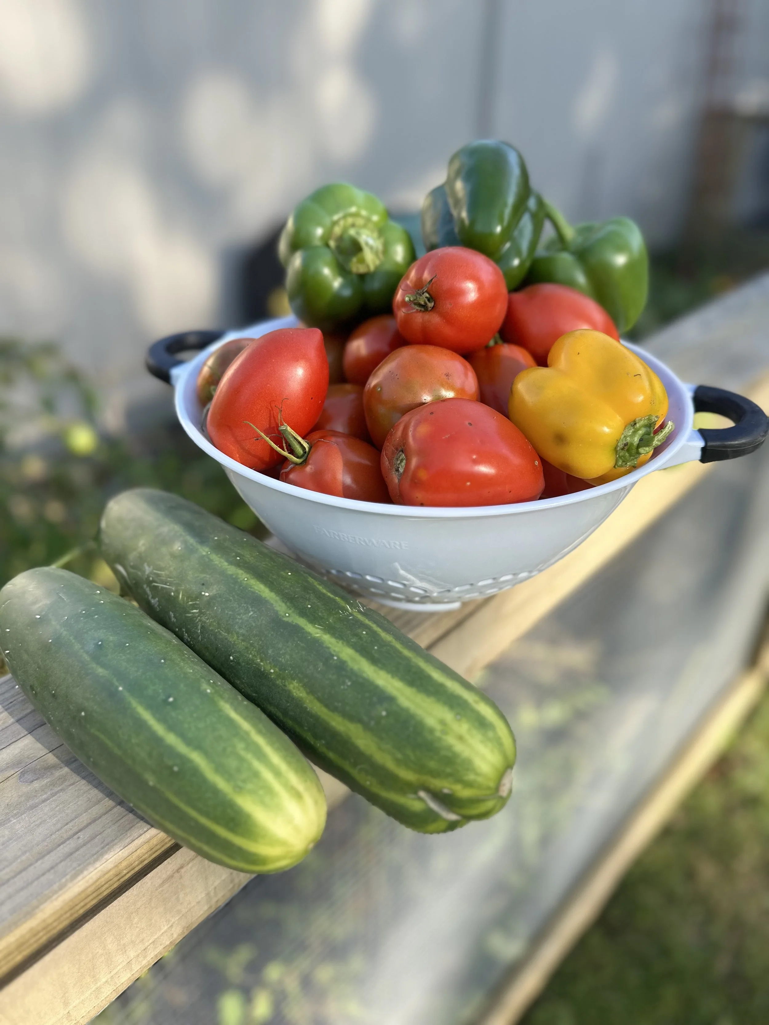 A white colander filled with red, green, and yellow bell peppers and ripe tomatoes. Two cucumbers are placed beside the colander on a wooden surface.