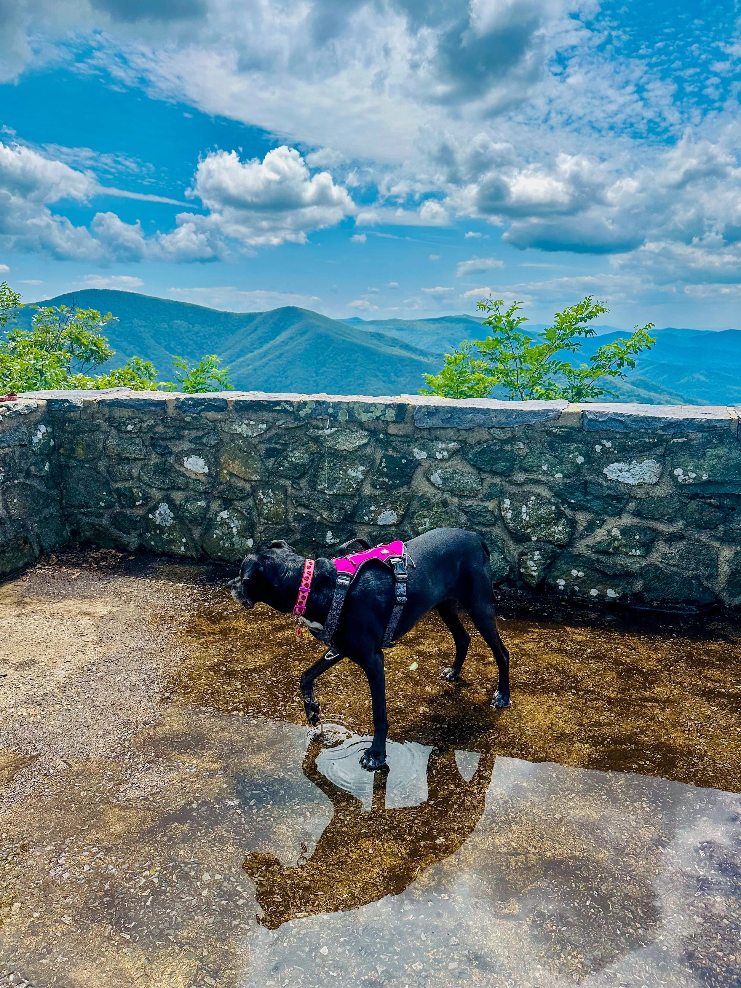 A black dog wearing a pink harness and collar is standing in a shallow puddle on a mountain overlook, with a stone wall behind it. The background shows blue mountain ranges, green trees, and a partly cloudy sky.